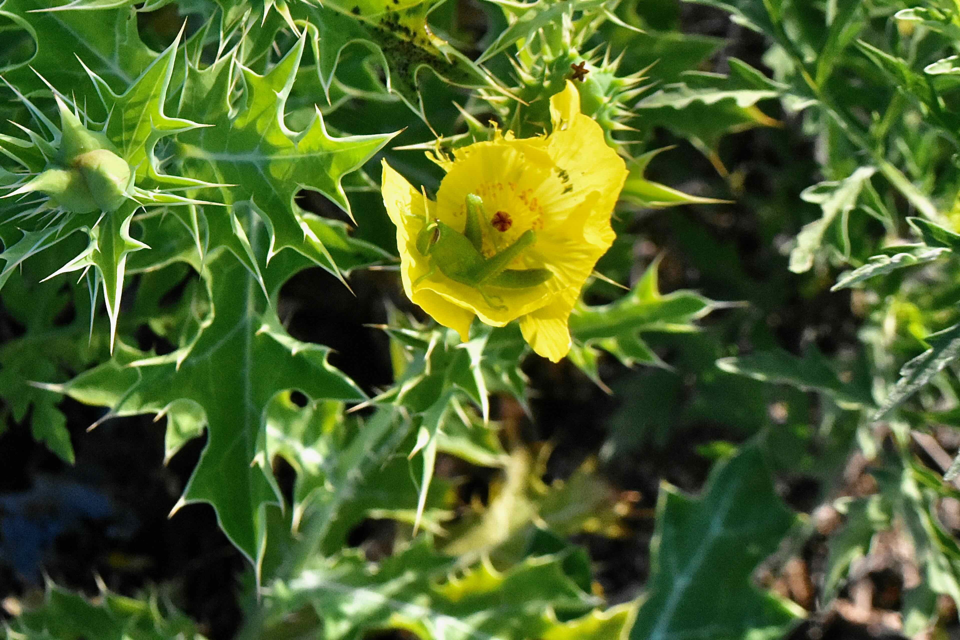 Mexican pricklypoppy