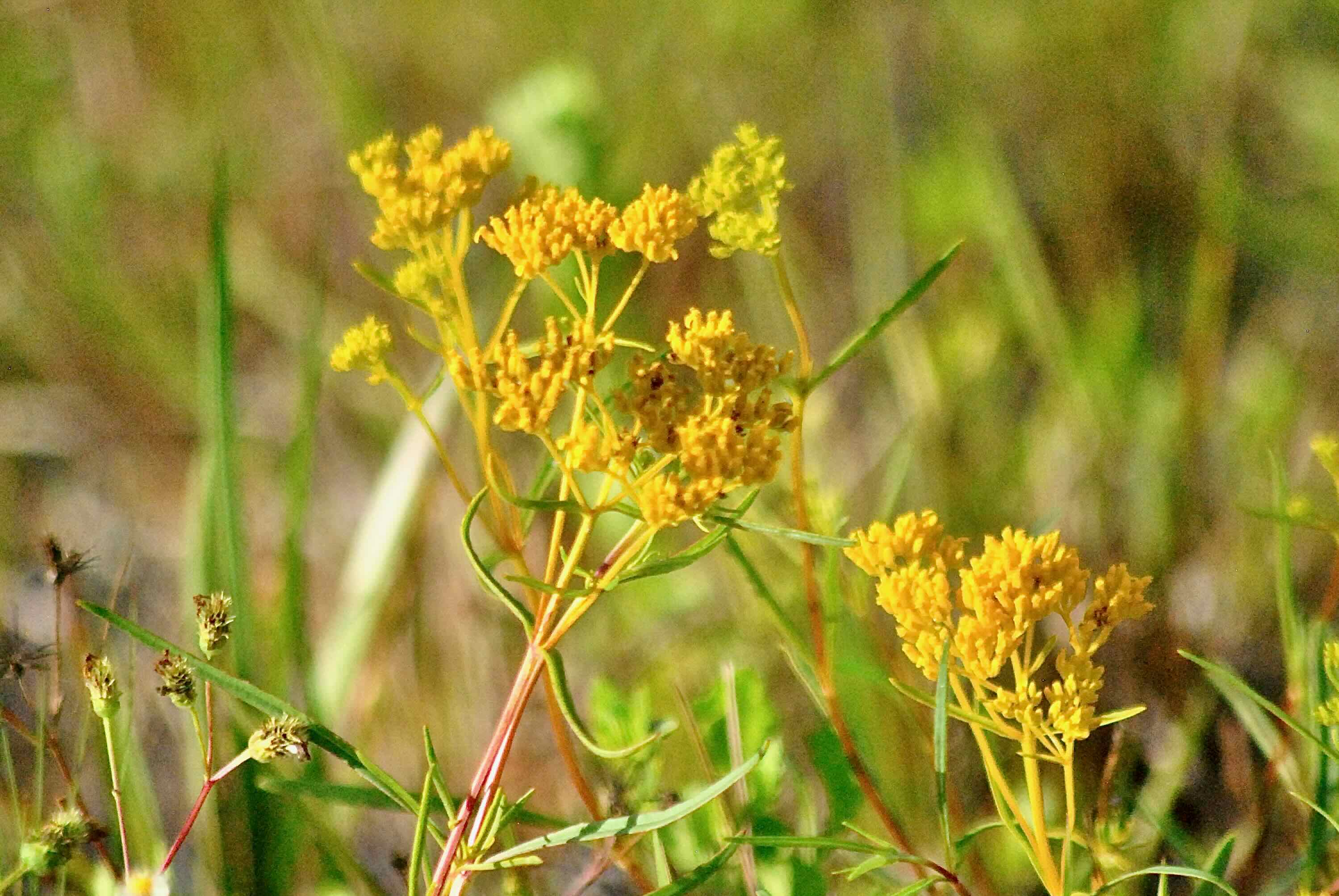 Narrowleaf Yellowtops