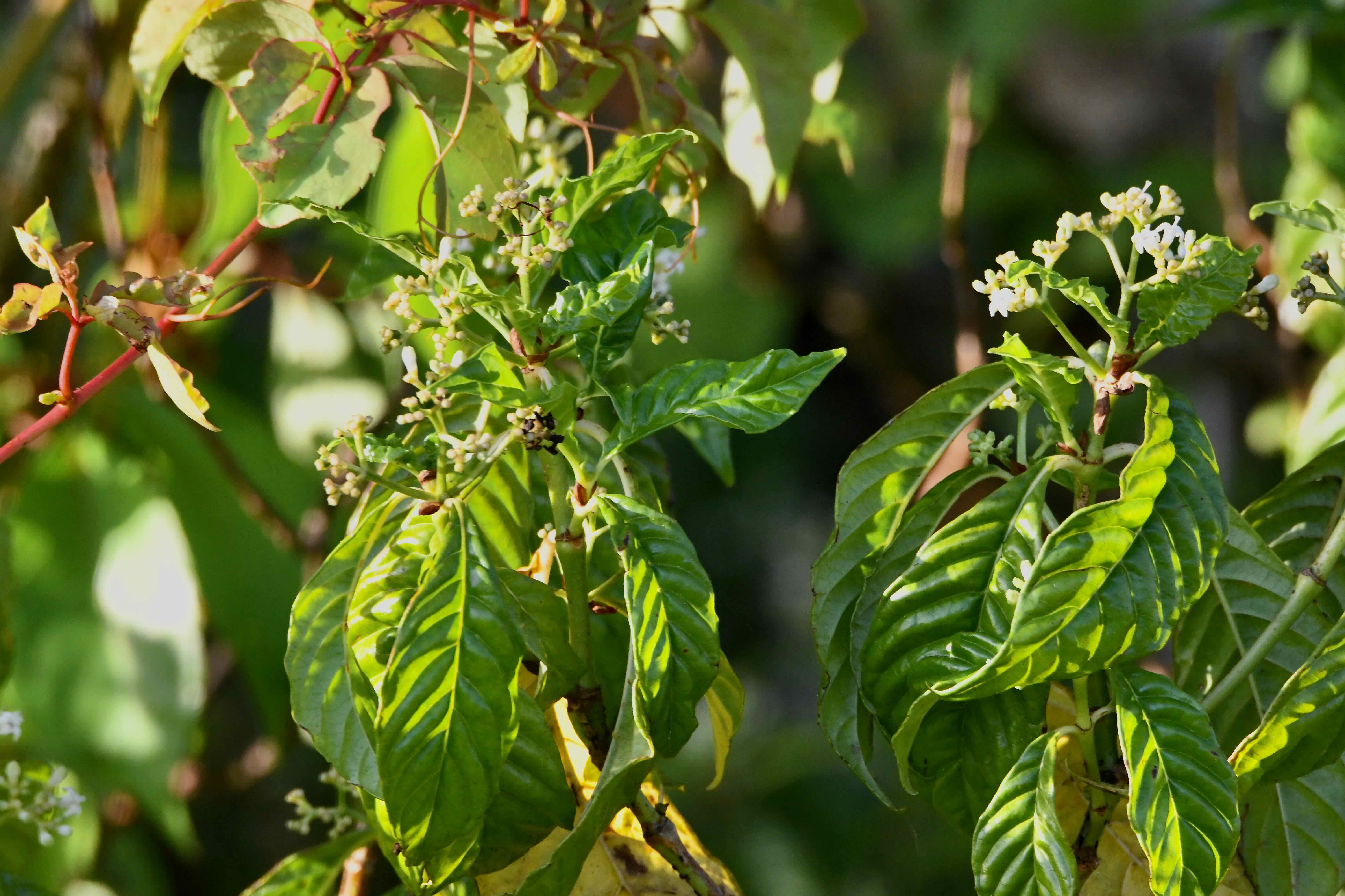 shinyleaf wild coffee