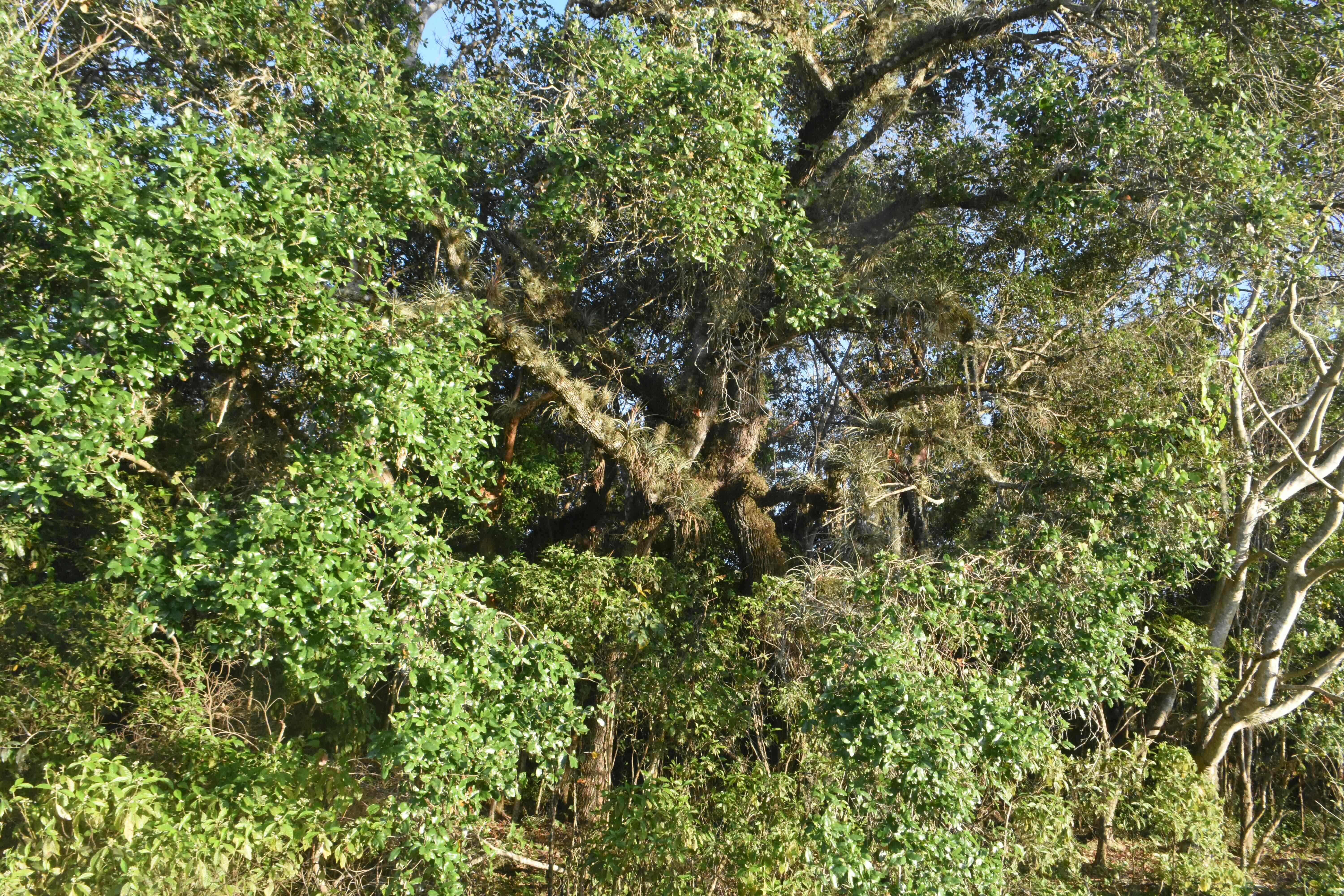 Virginia Live Oak
