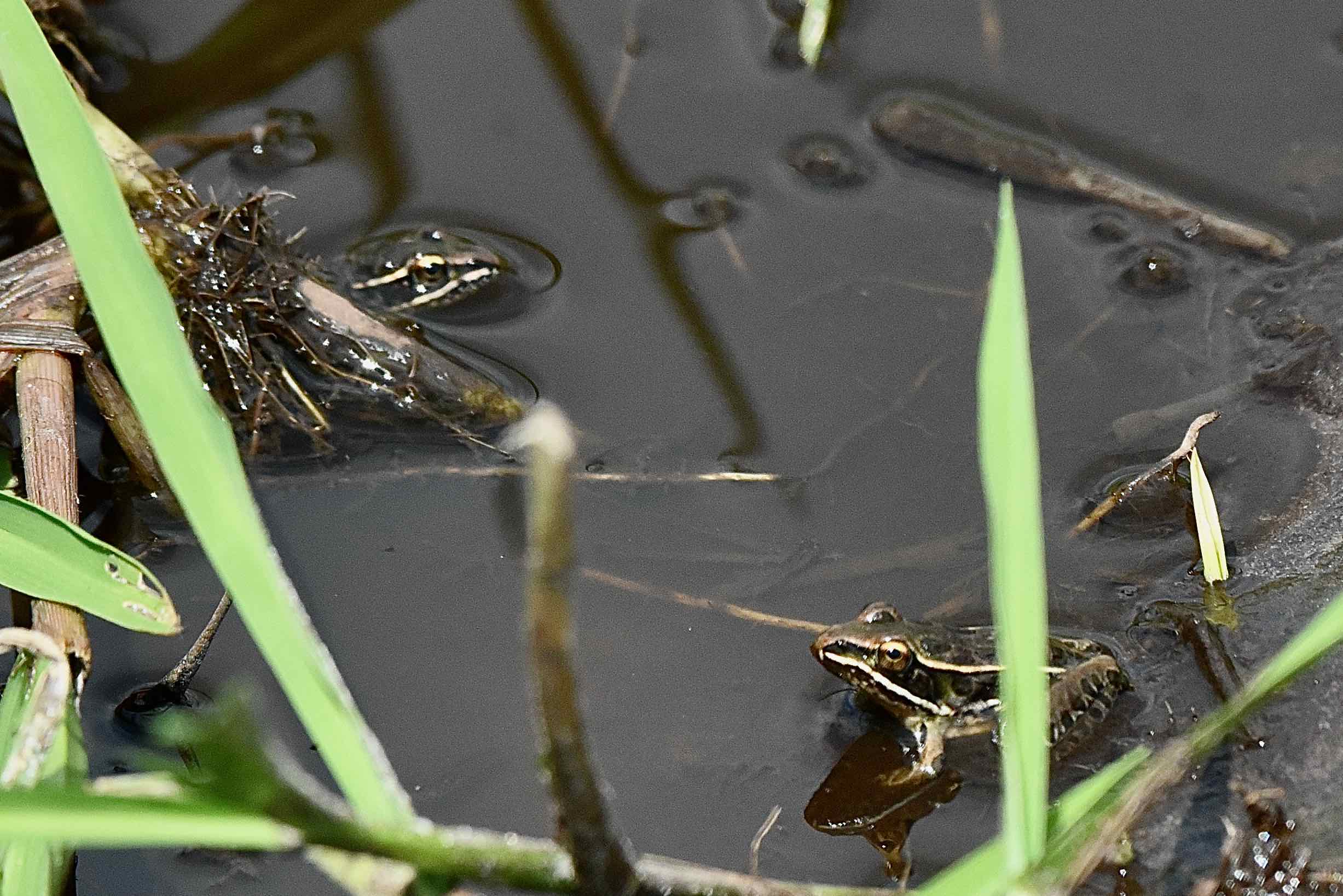 southern leapard frogs