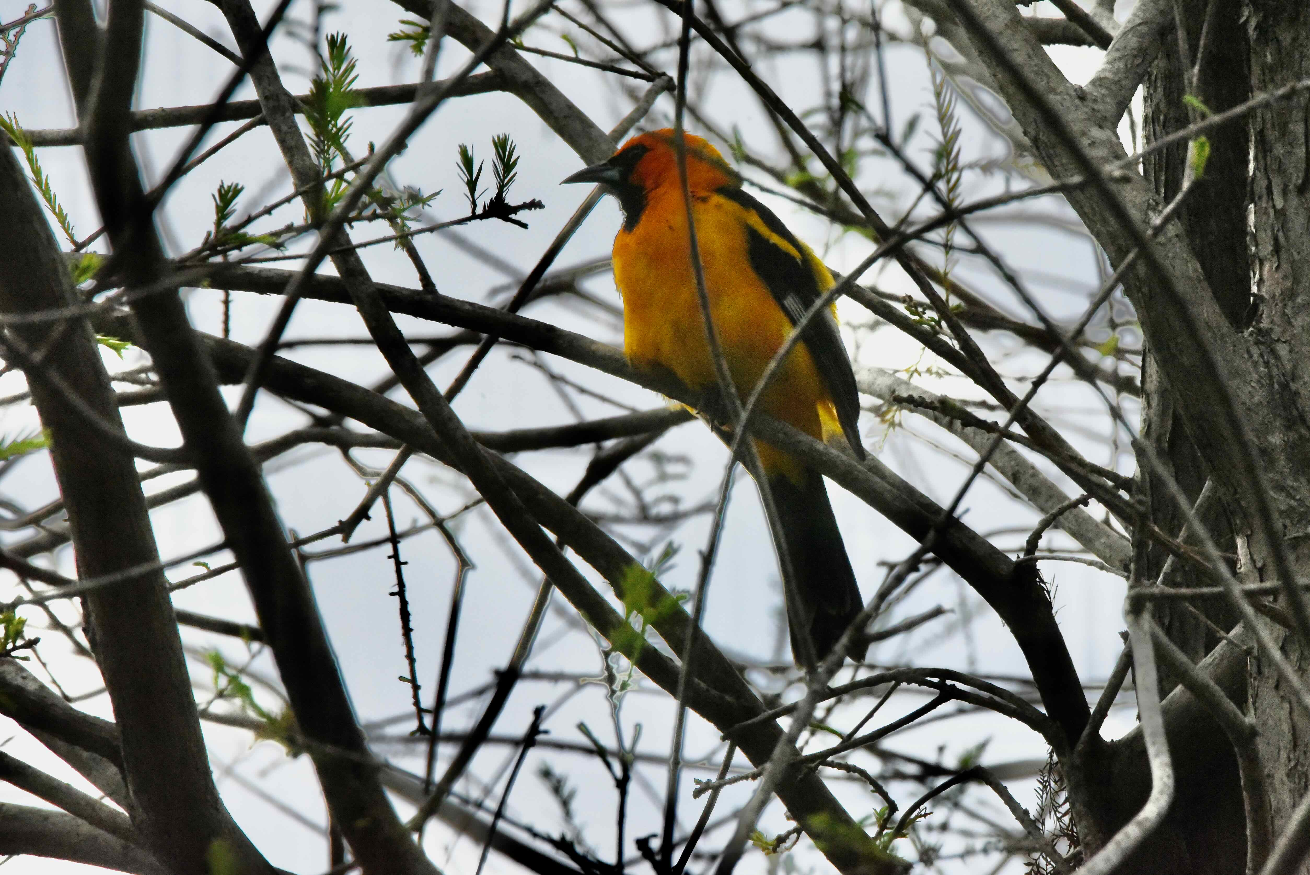 spot-breasted oriole