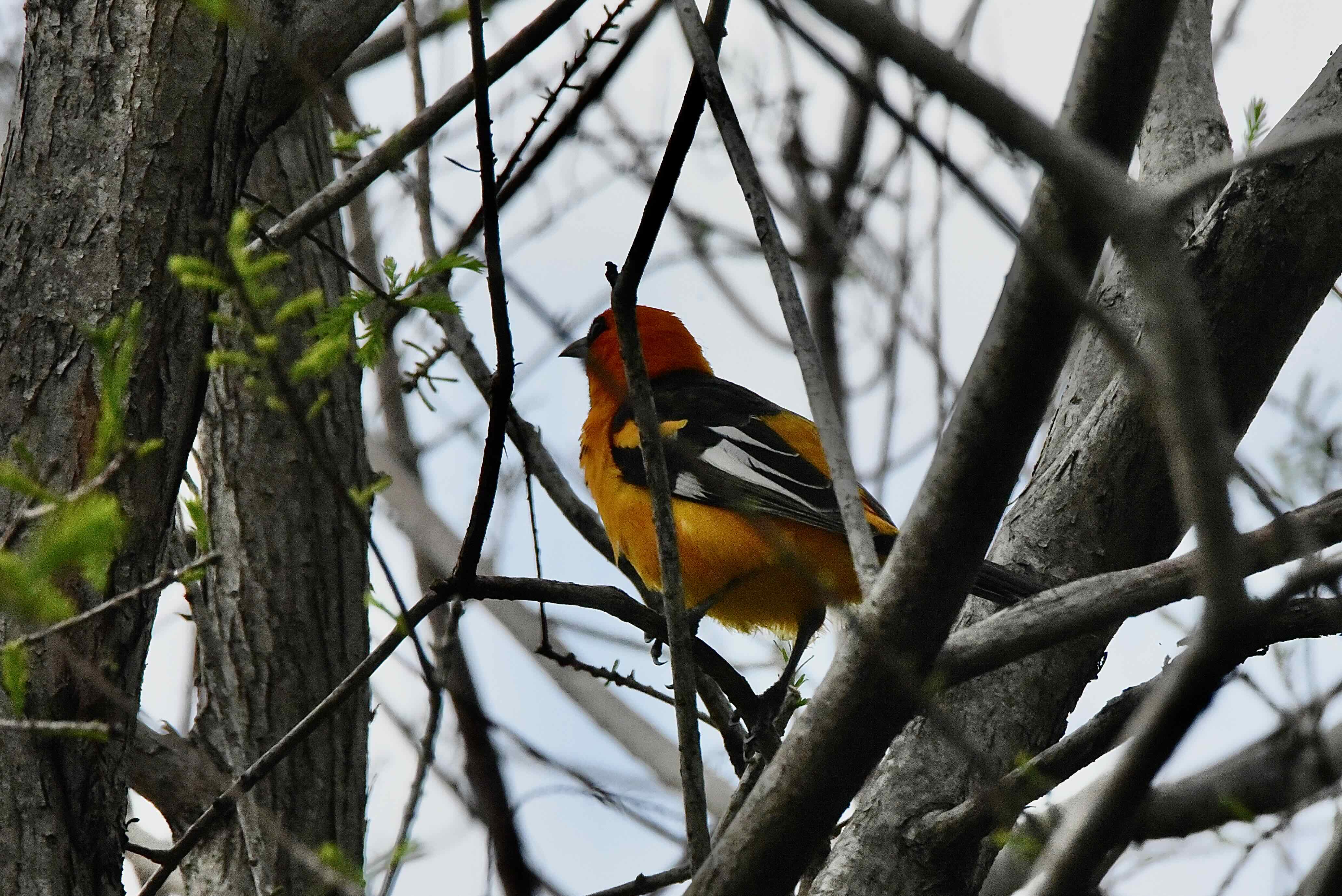 spot-breasted oriole