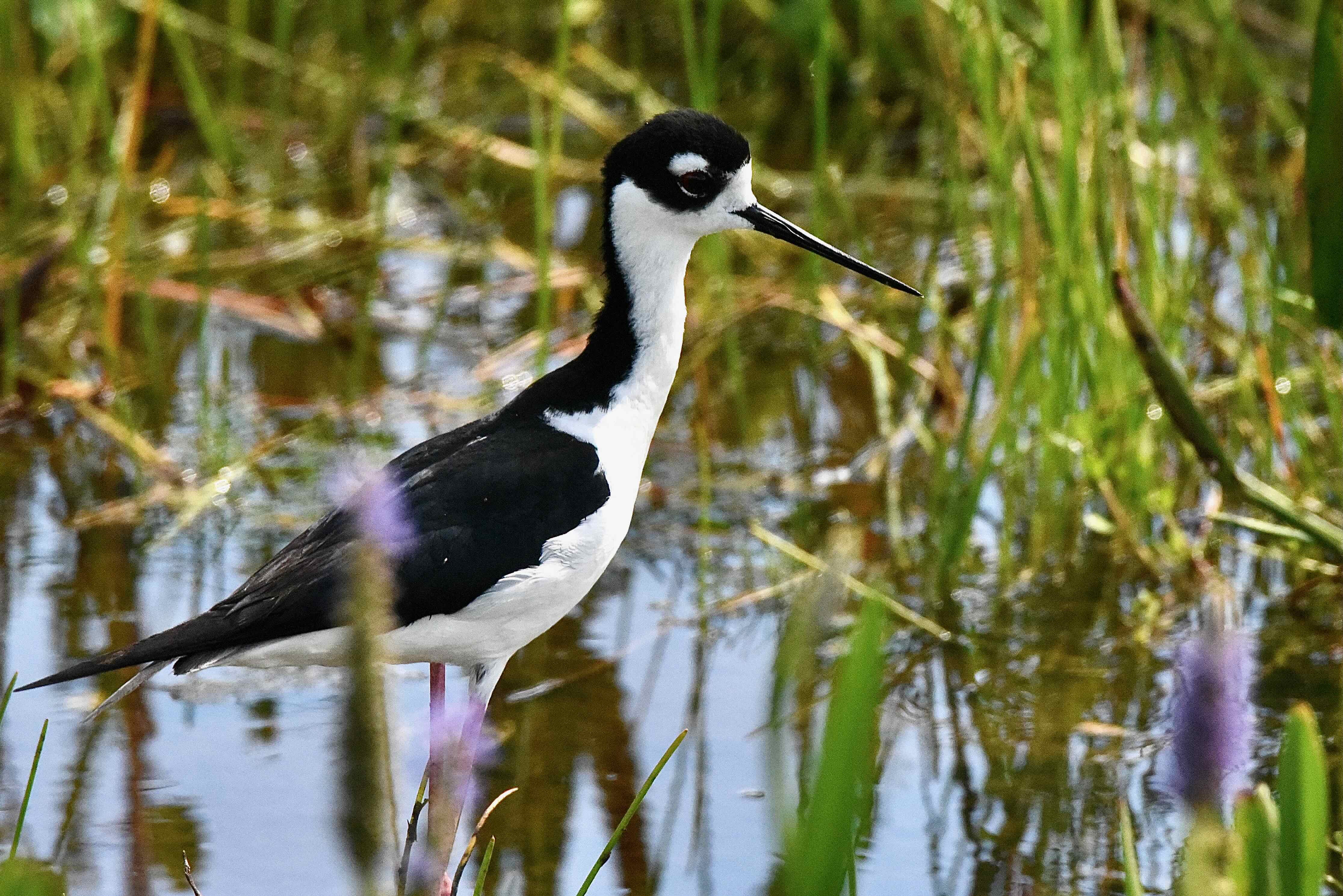 black-necked stilt