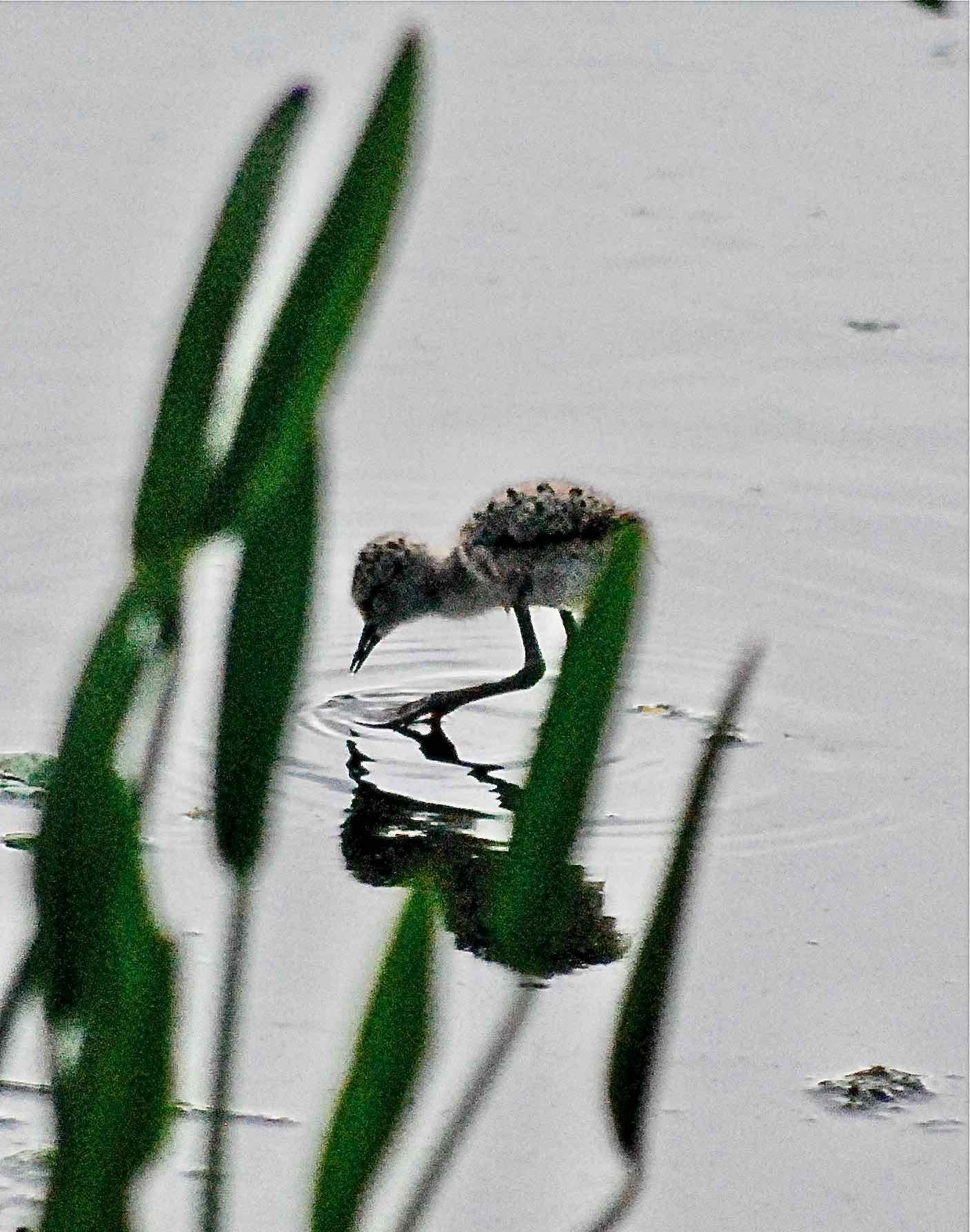 black-necked stilt chick