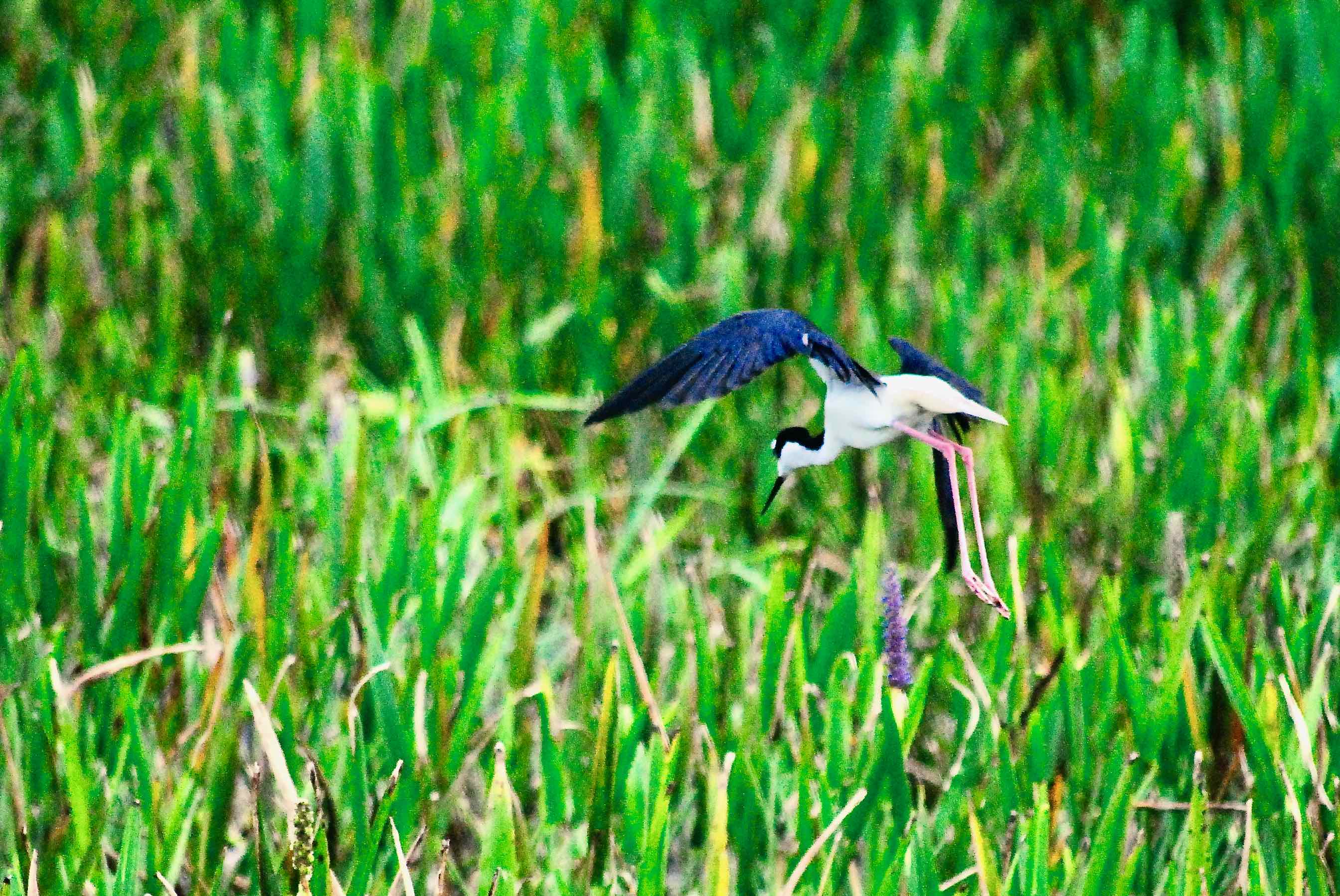 stilt defensive display