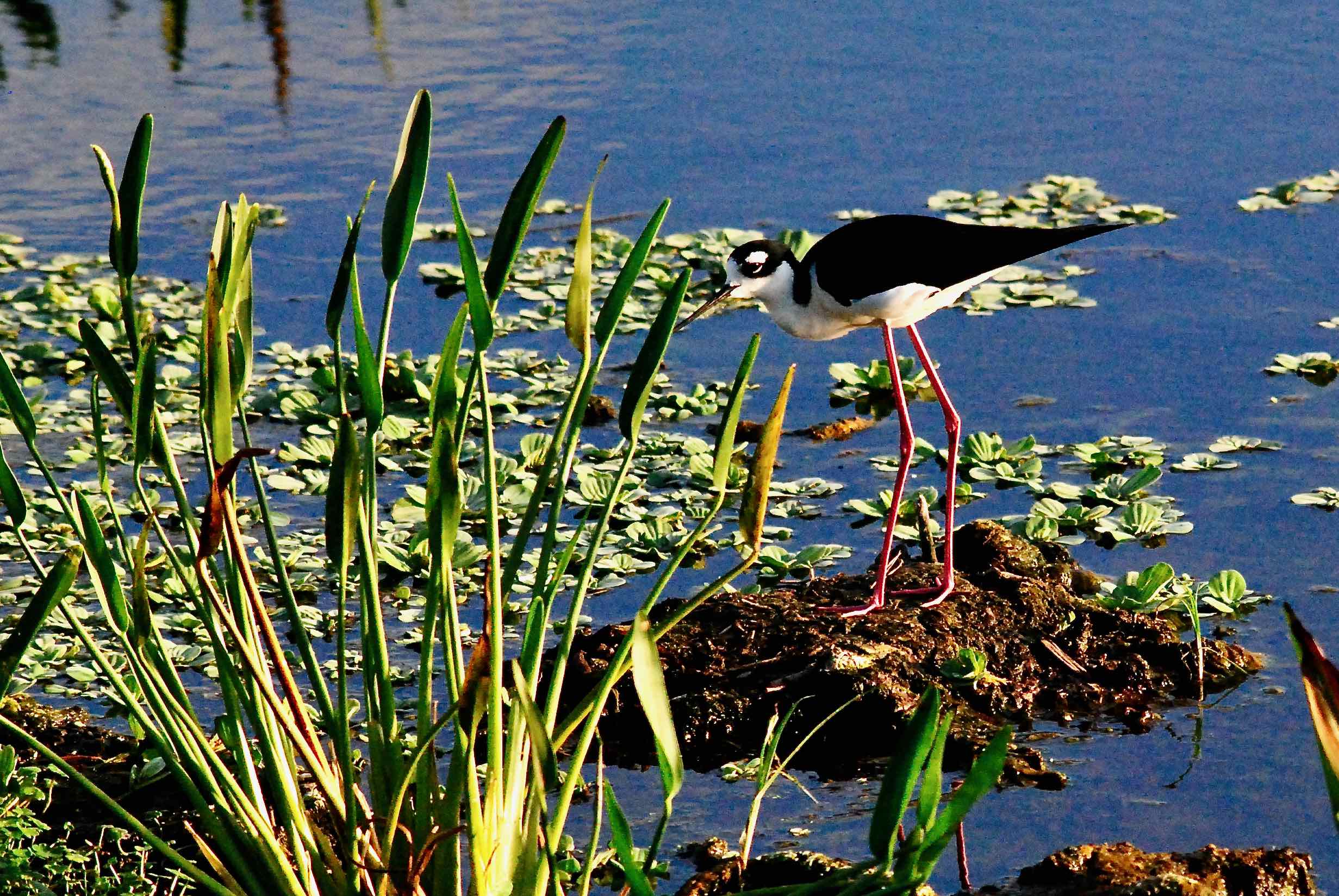 lone stilt adult