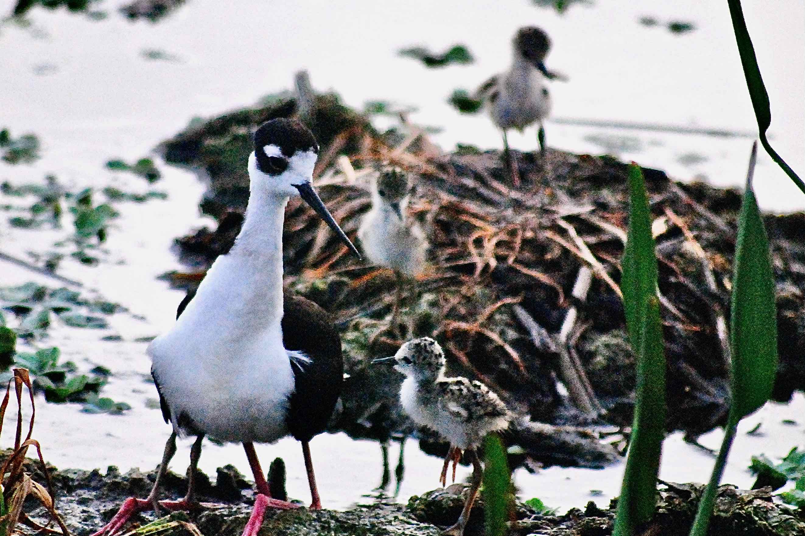 stilt family portrait