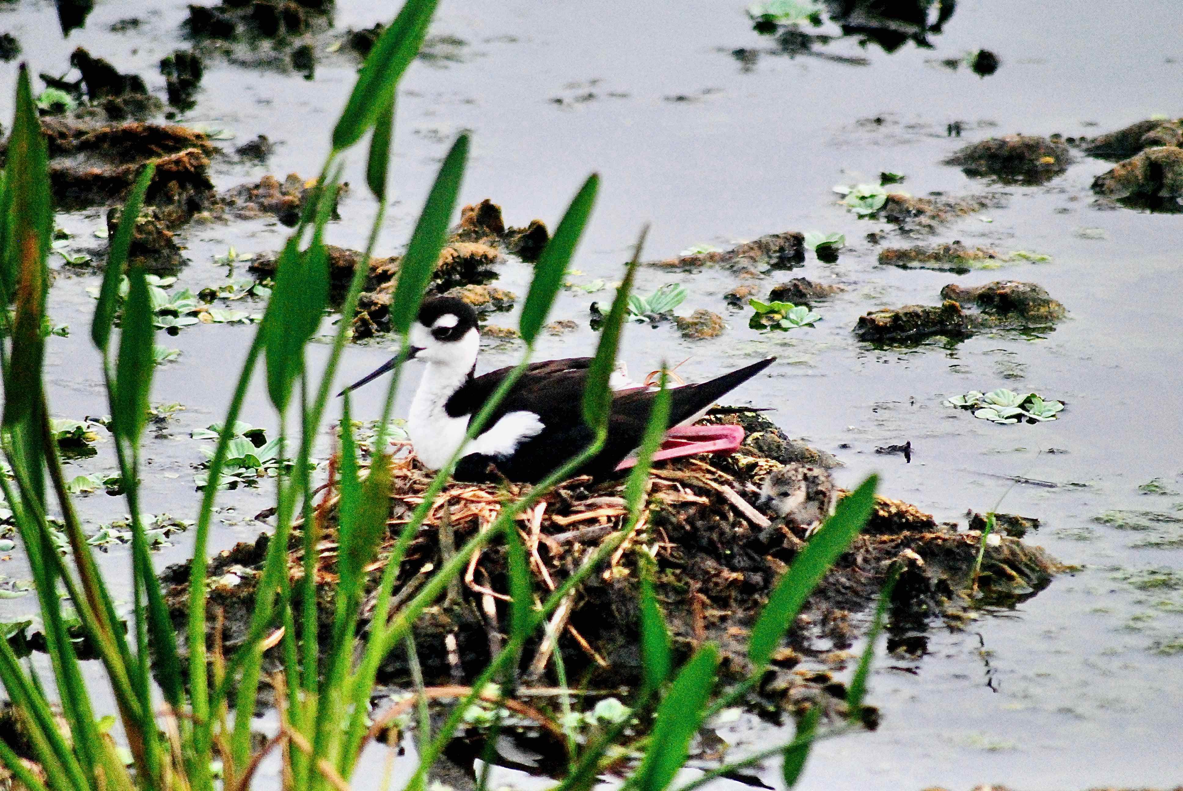 stilt on nest