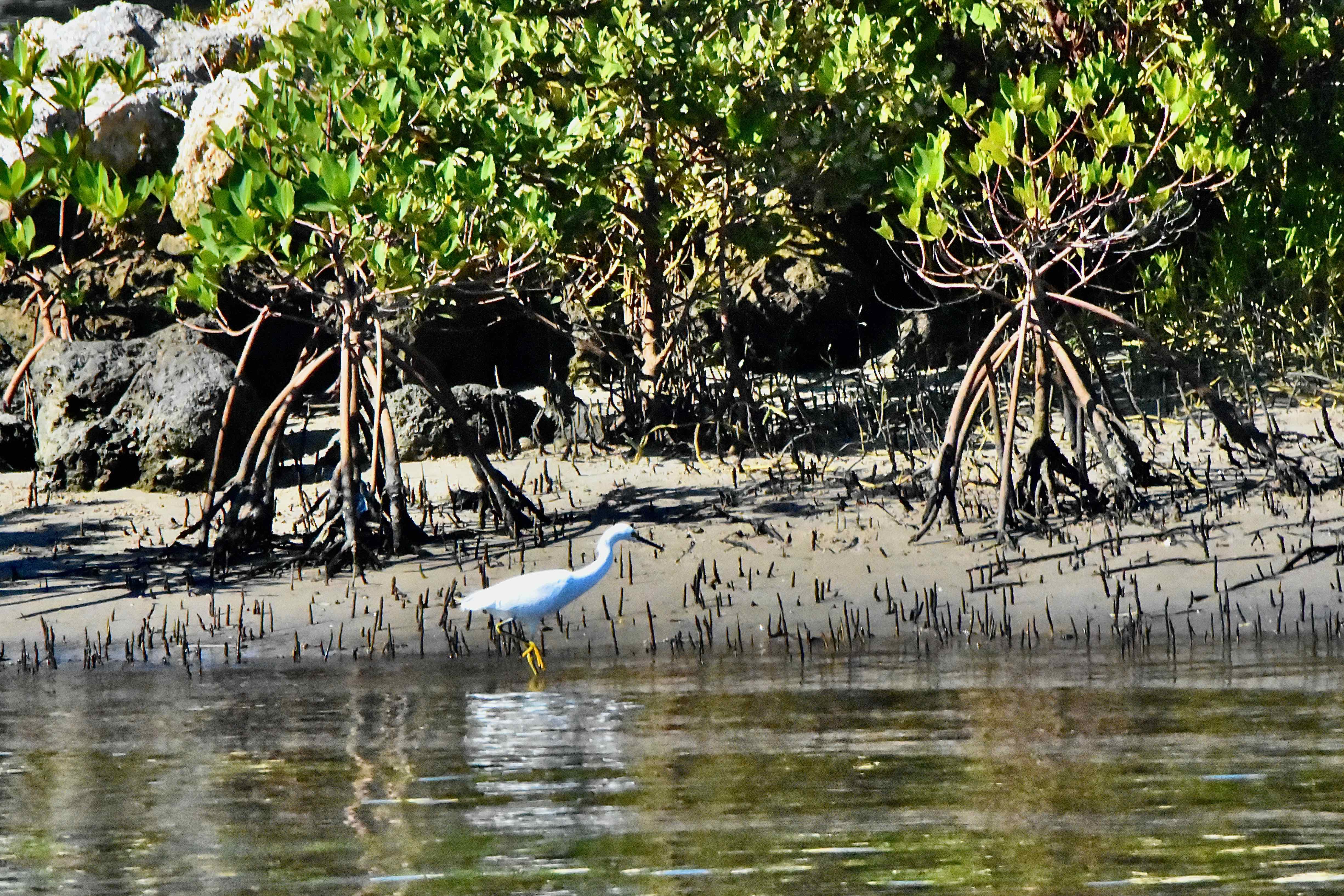 stalking snowy egret