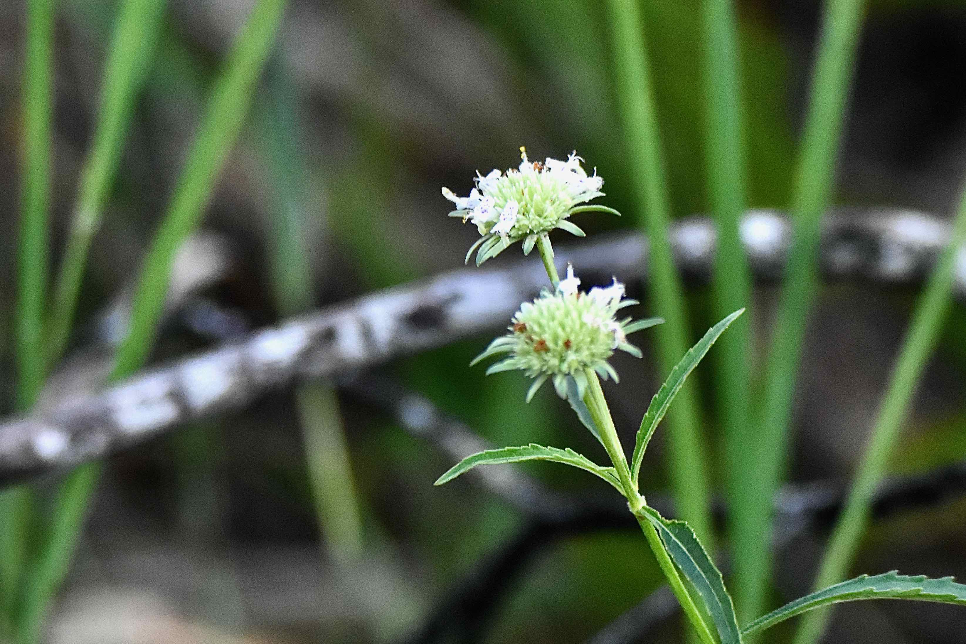 Clustered bushmint