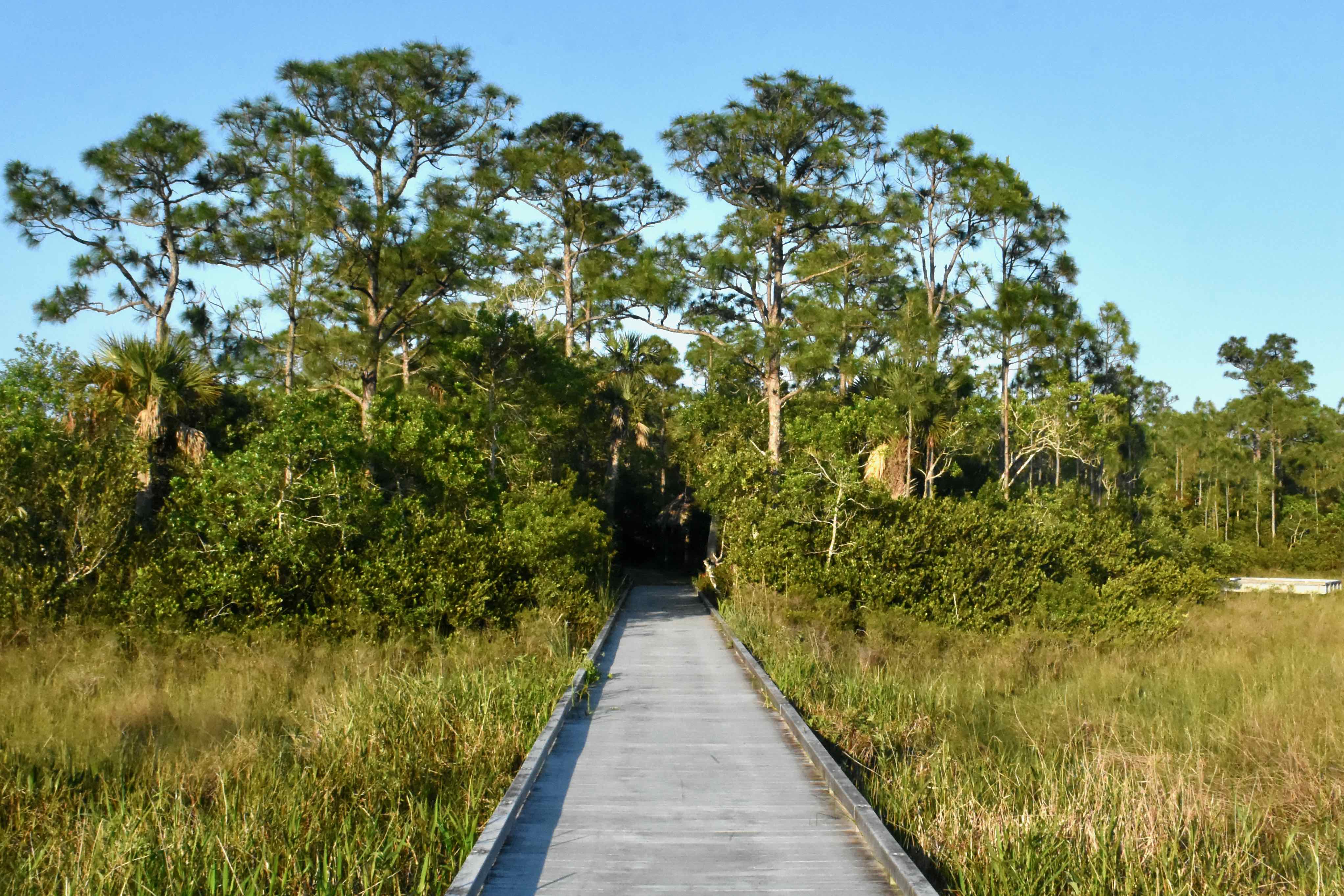 boardwalk and flatwoods