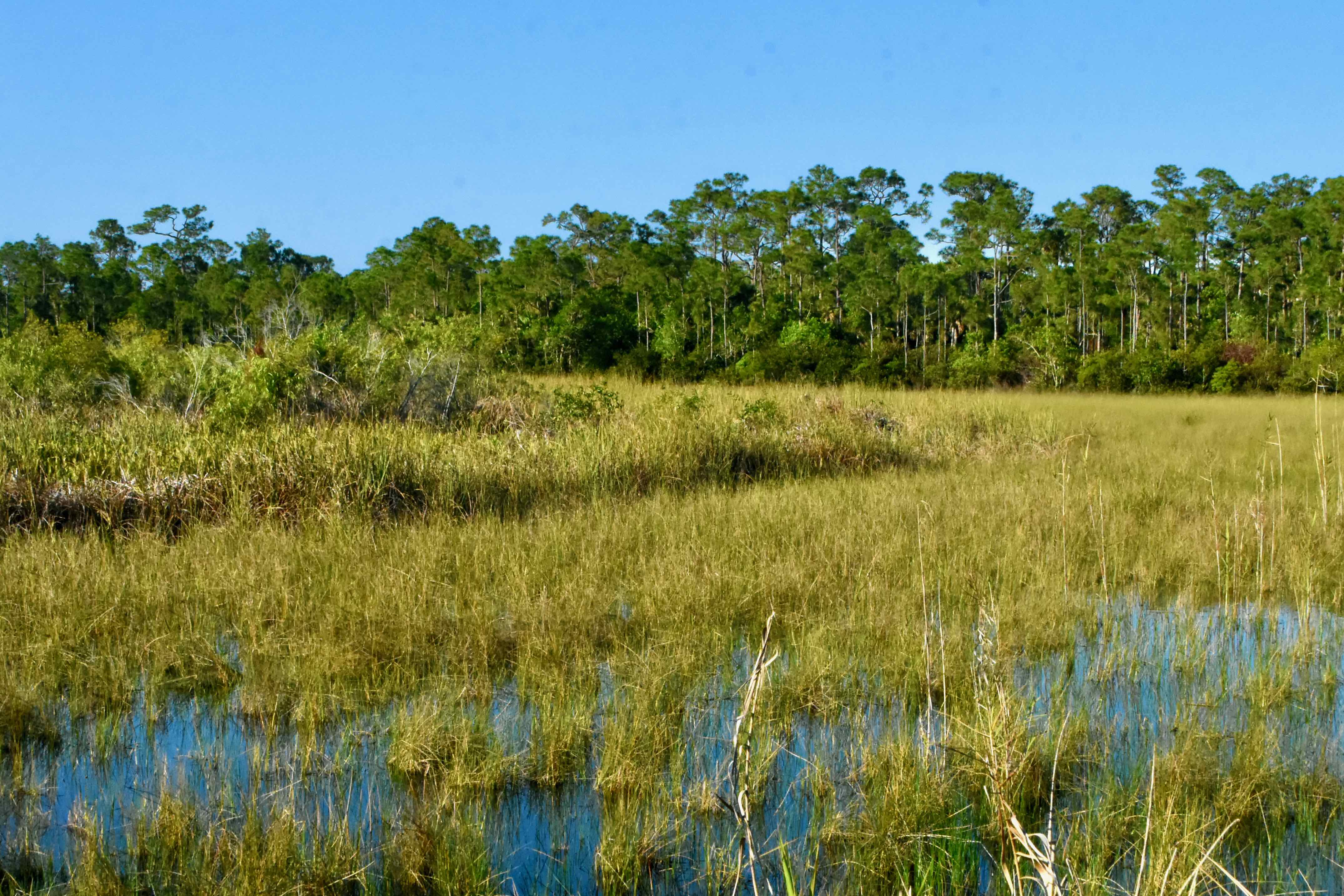 wet meadow and marsh