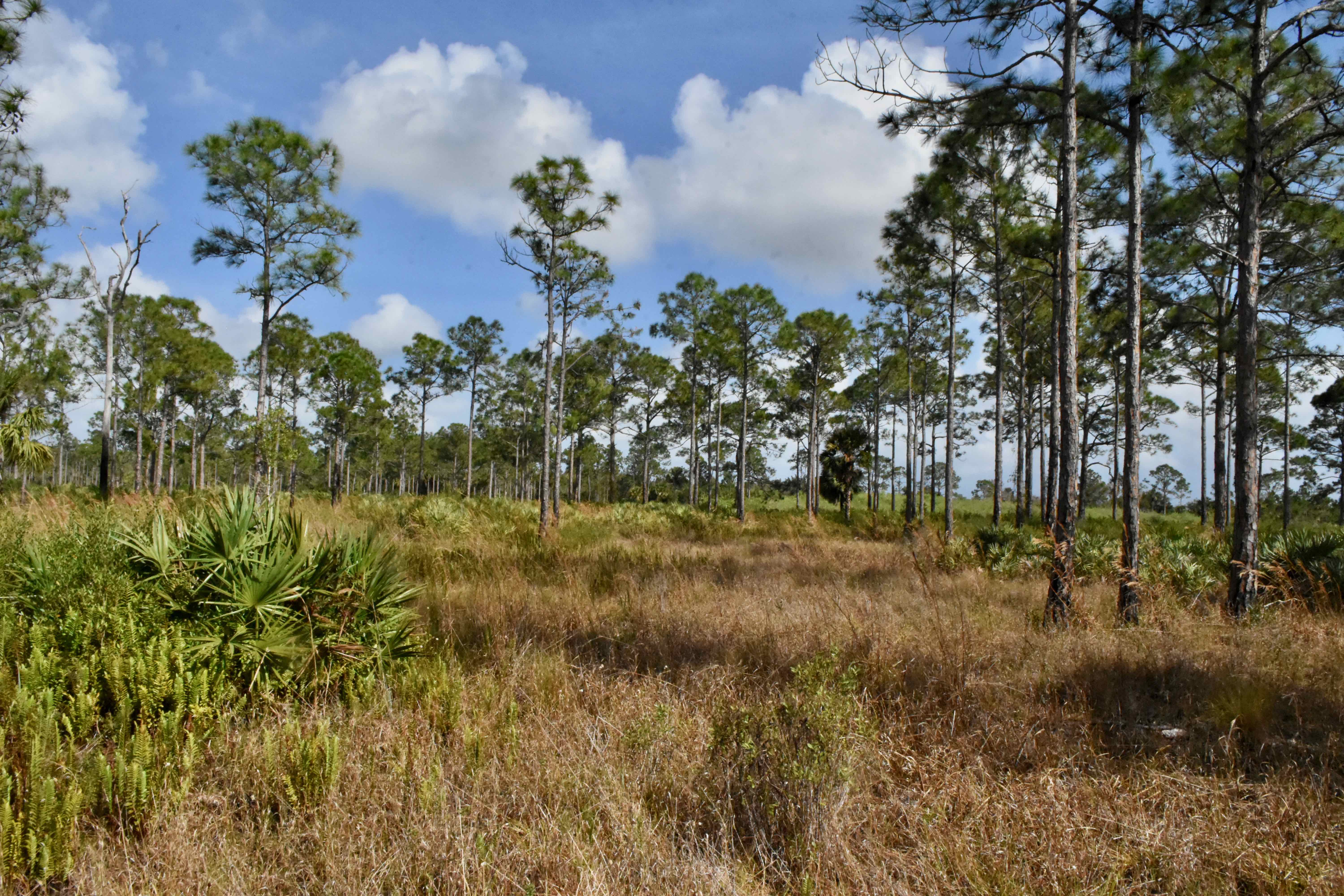 pine flatwoods