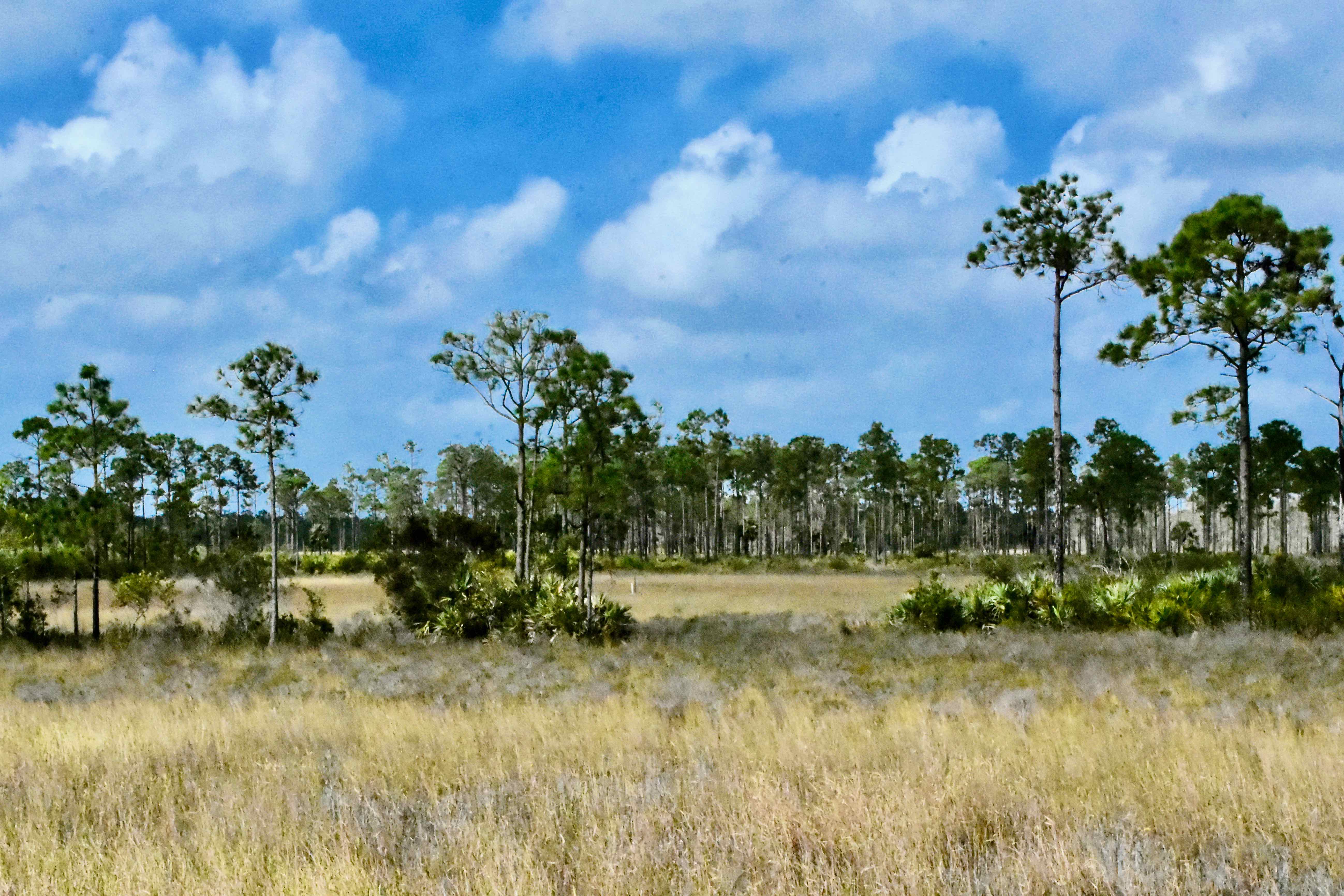 wet prairie