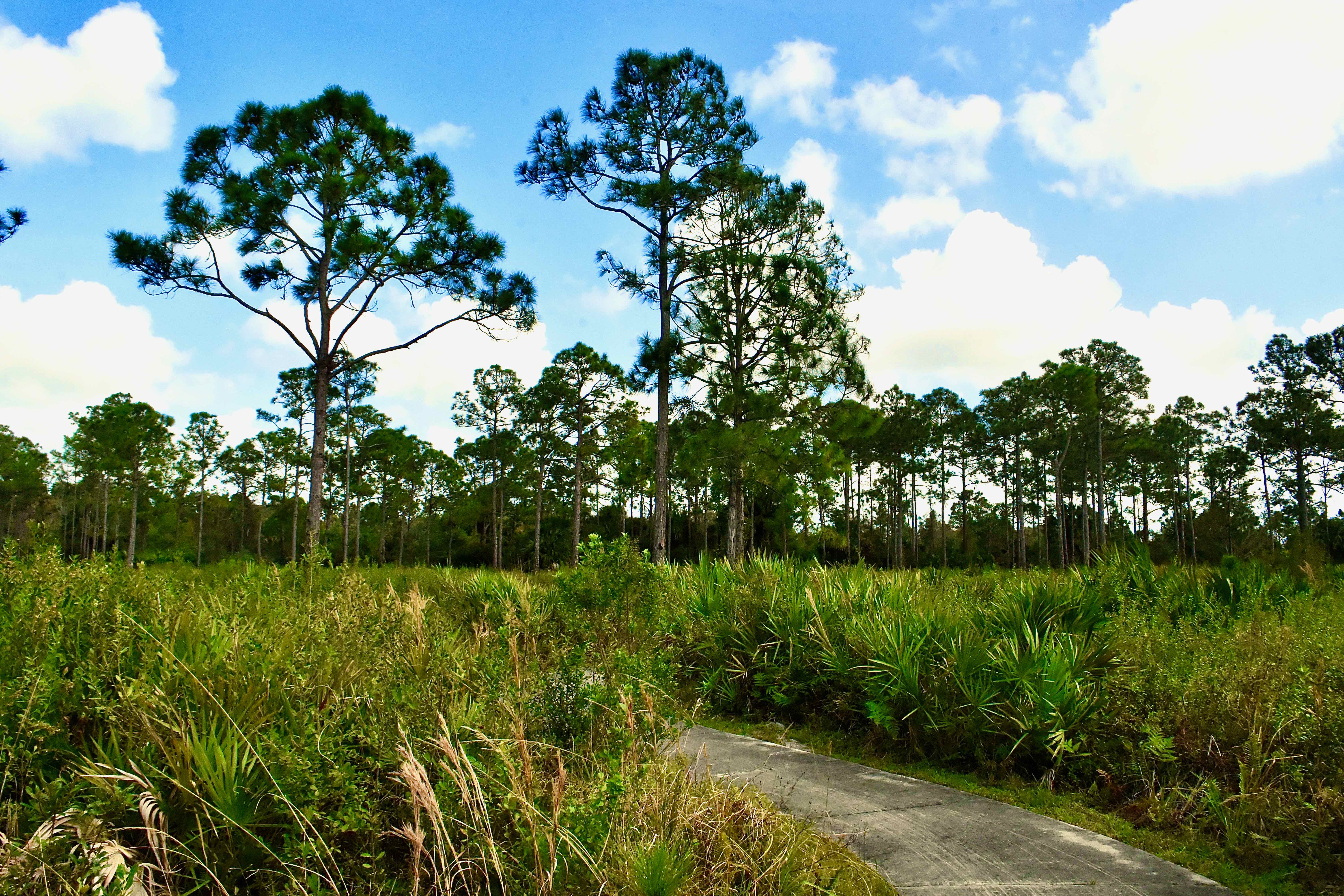 the trail