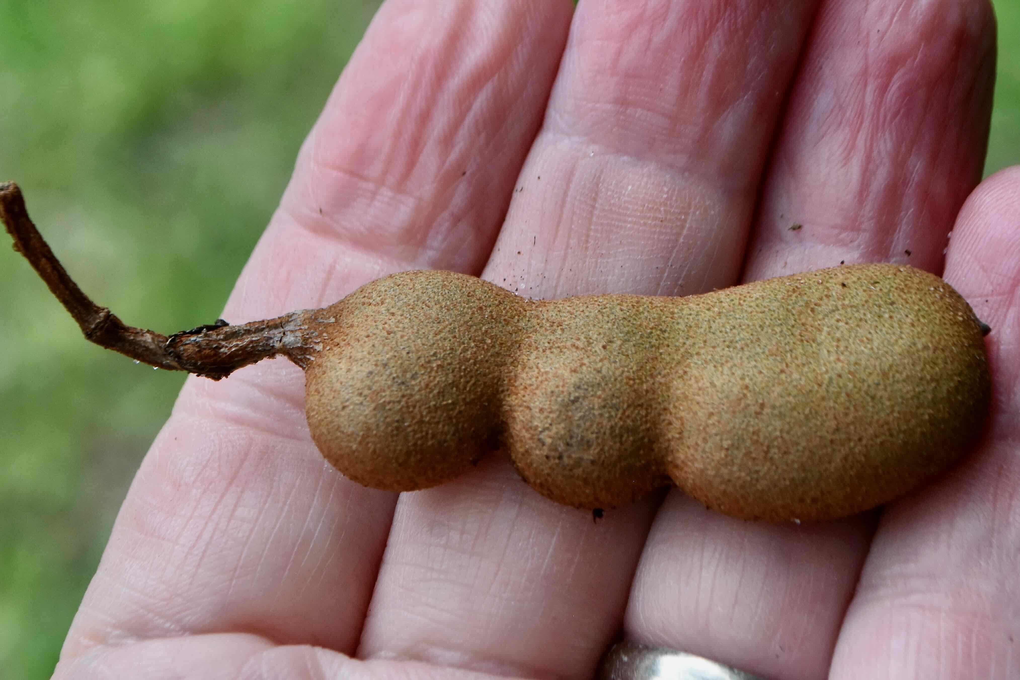 tamarind fruit