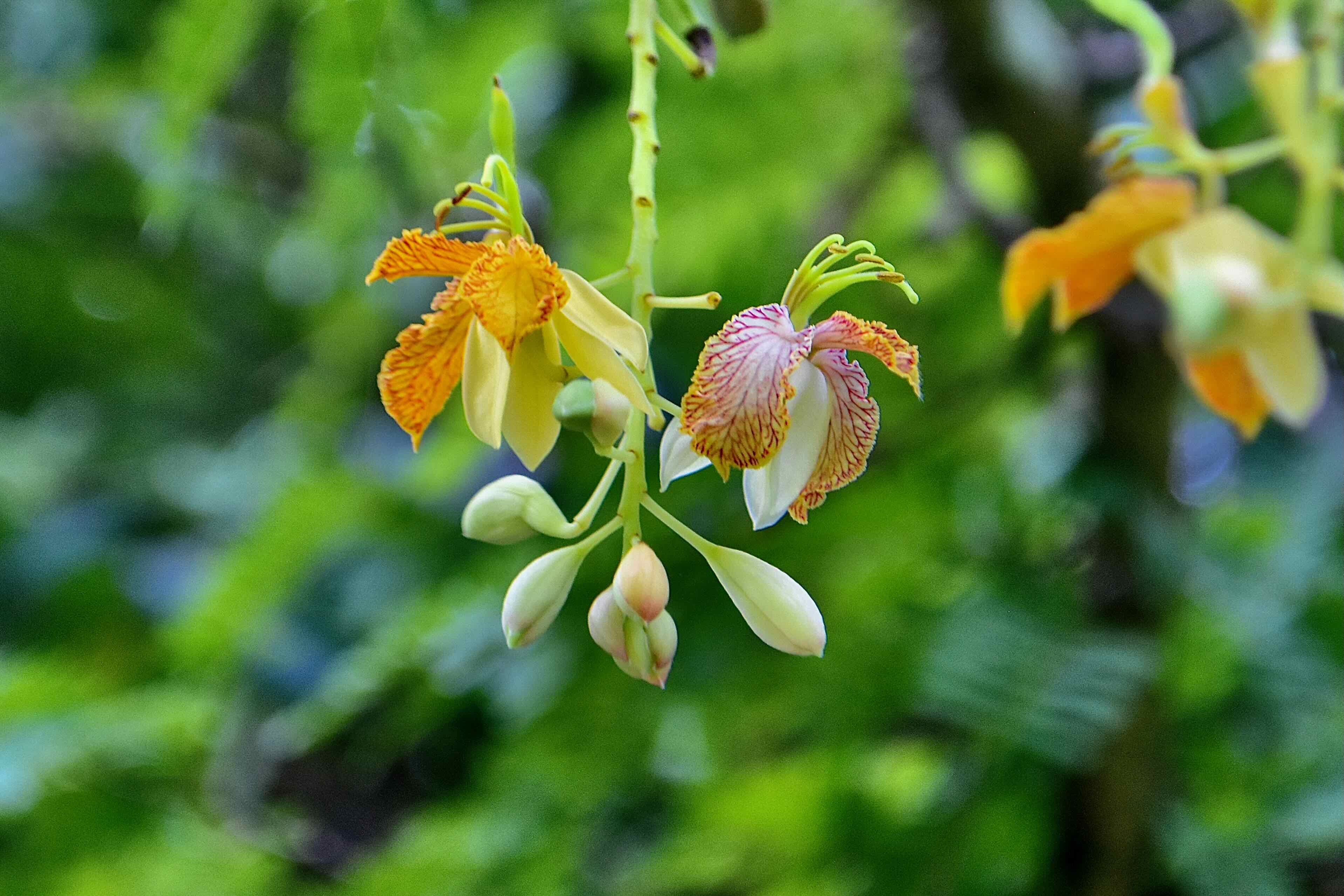 tamarind flowers
