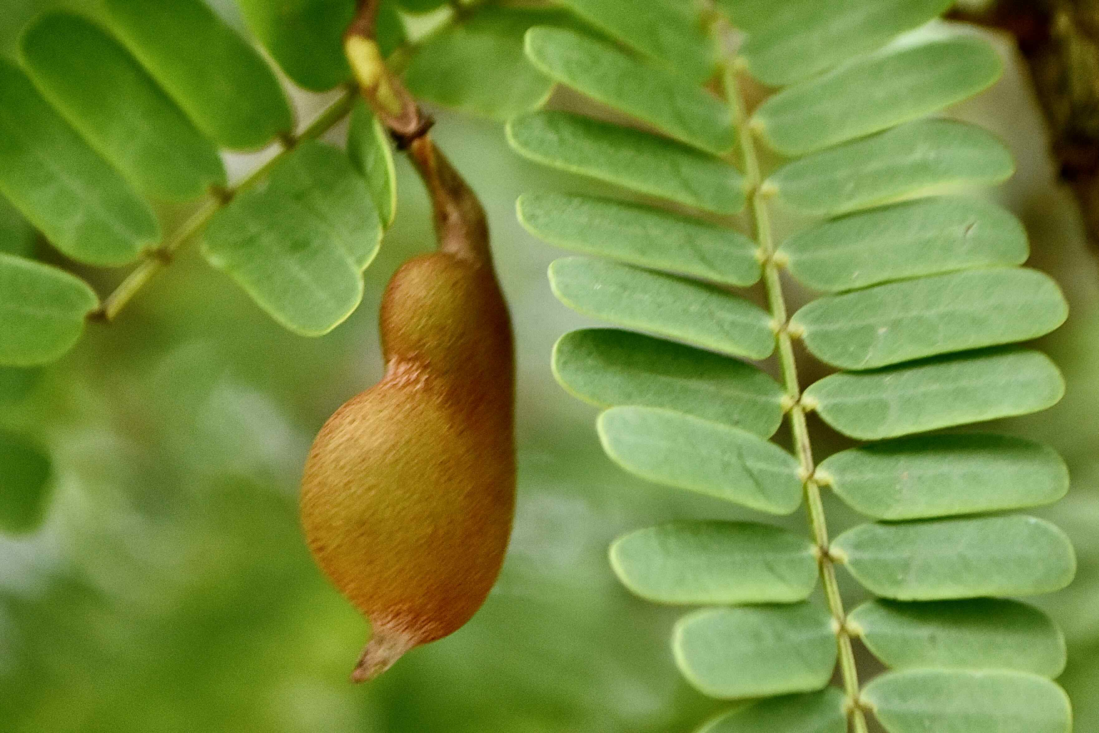 tamarind fruit