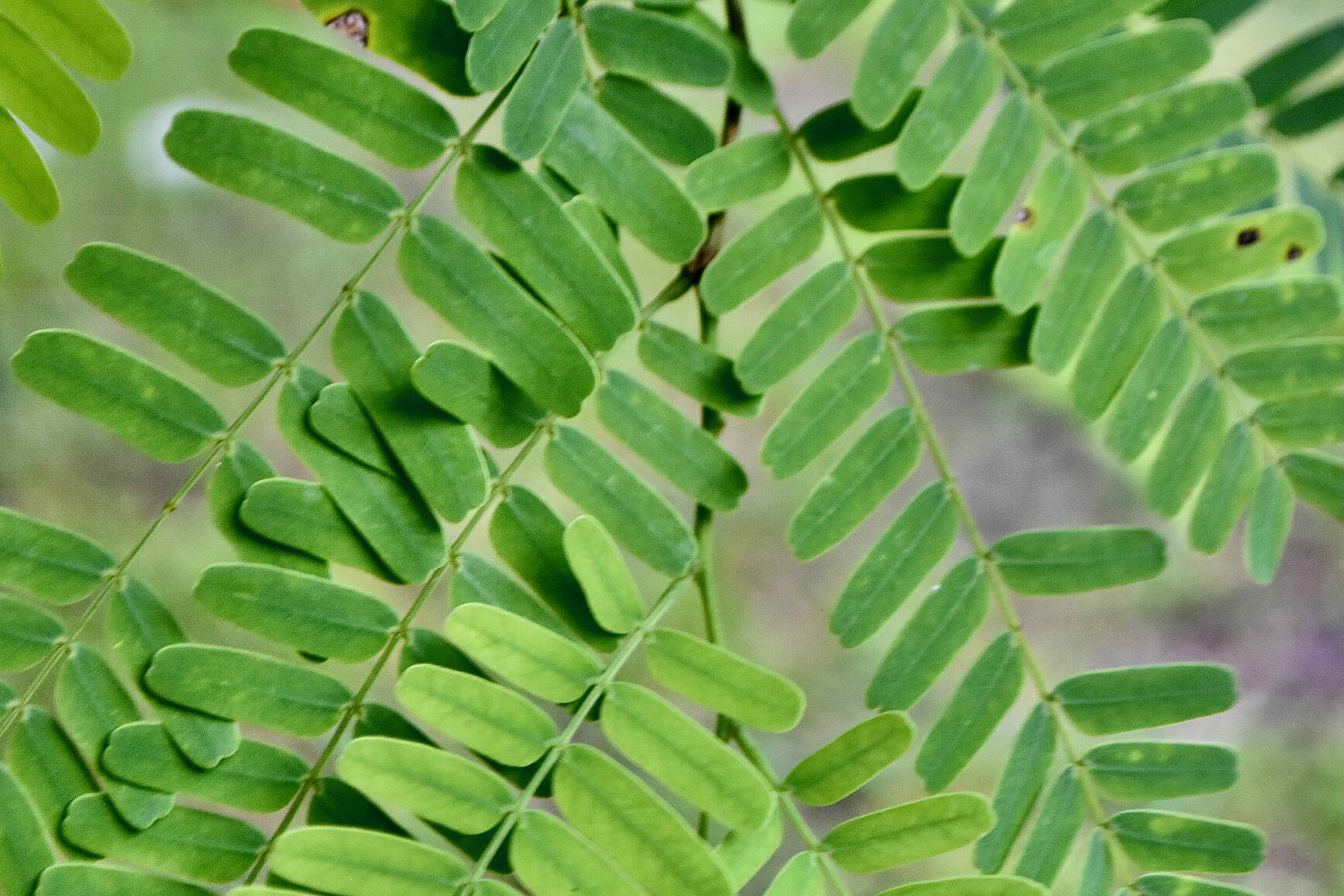 tamarind leaves