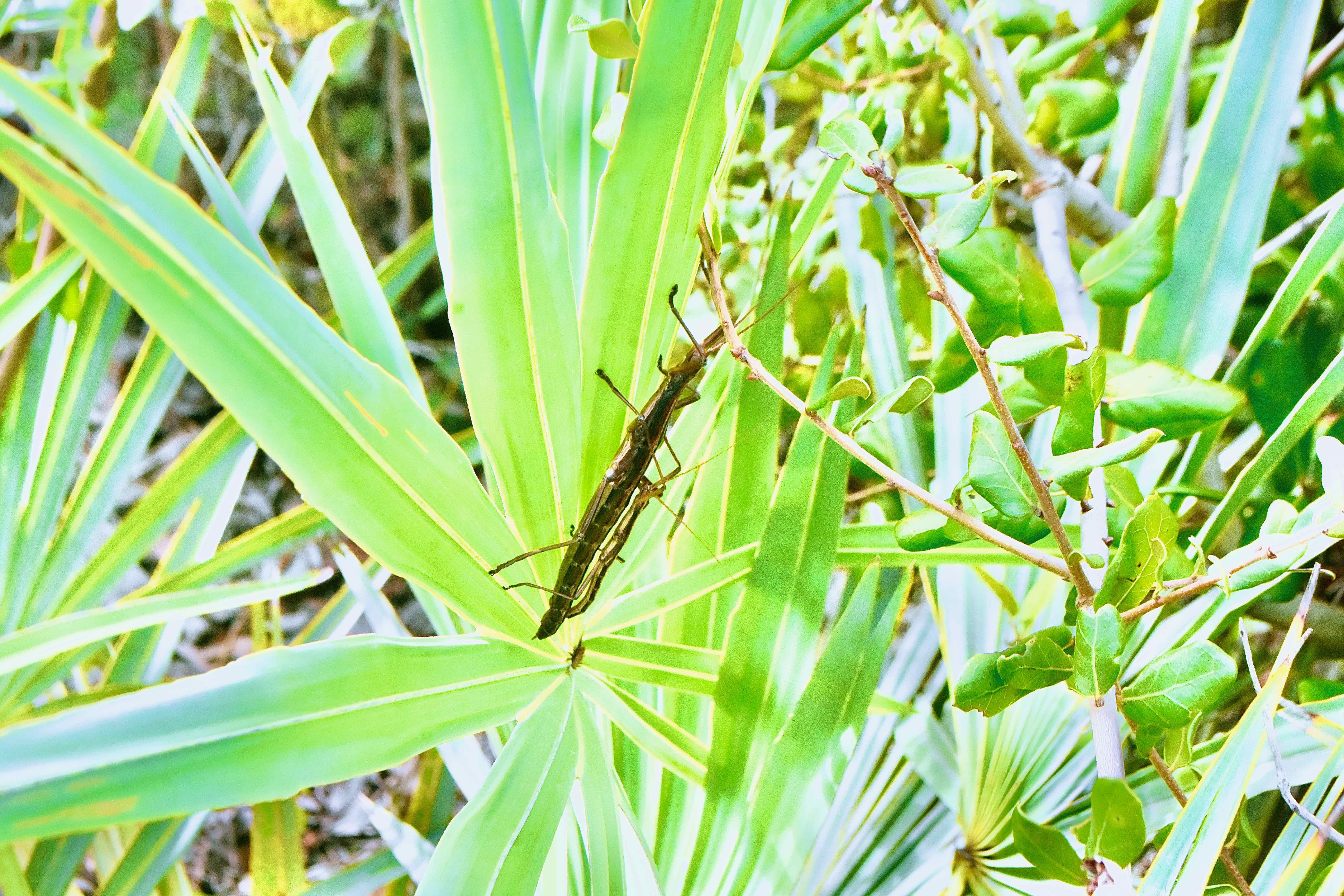 two-striped walking stick
