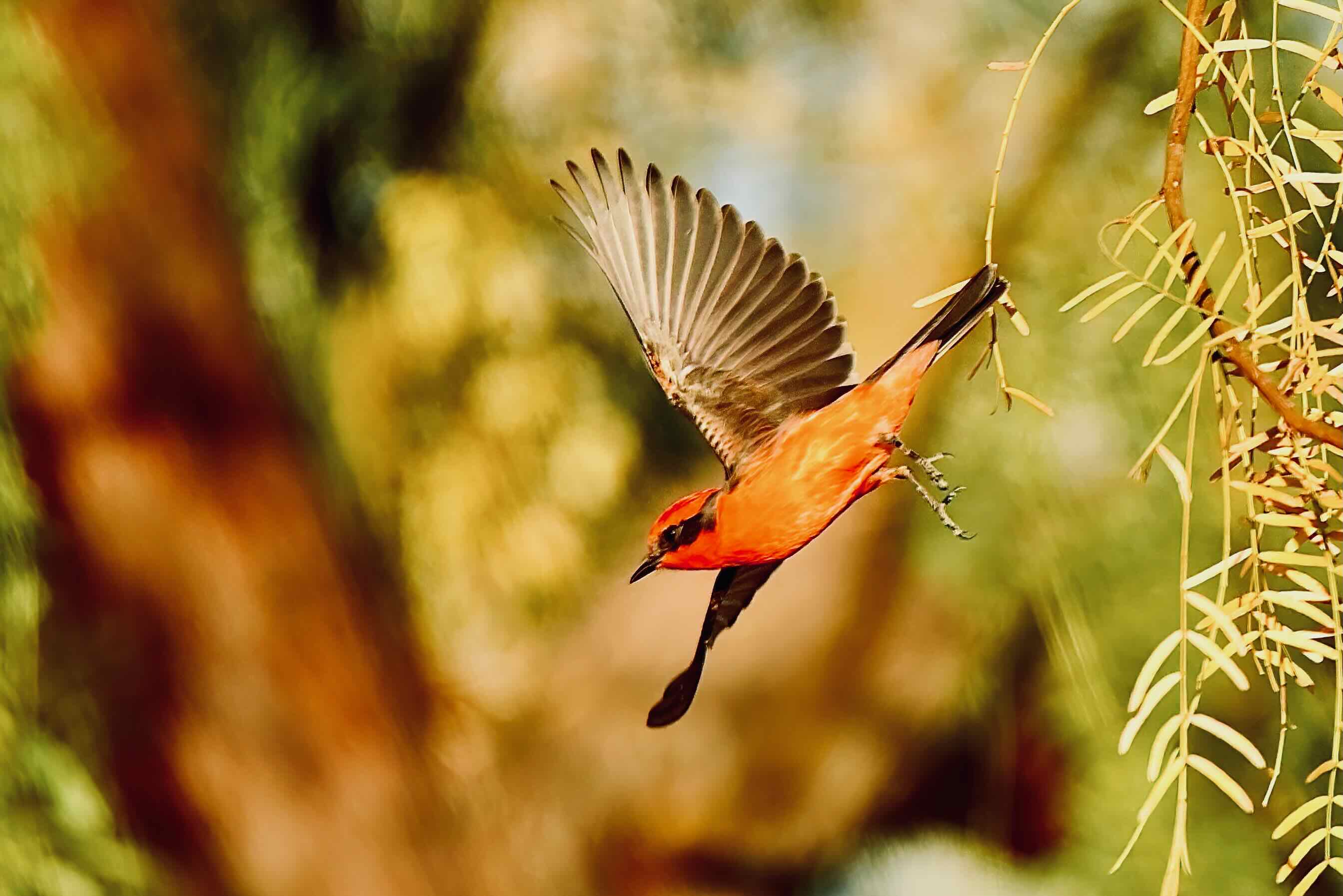 vermillion flycatcher