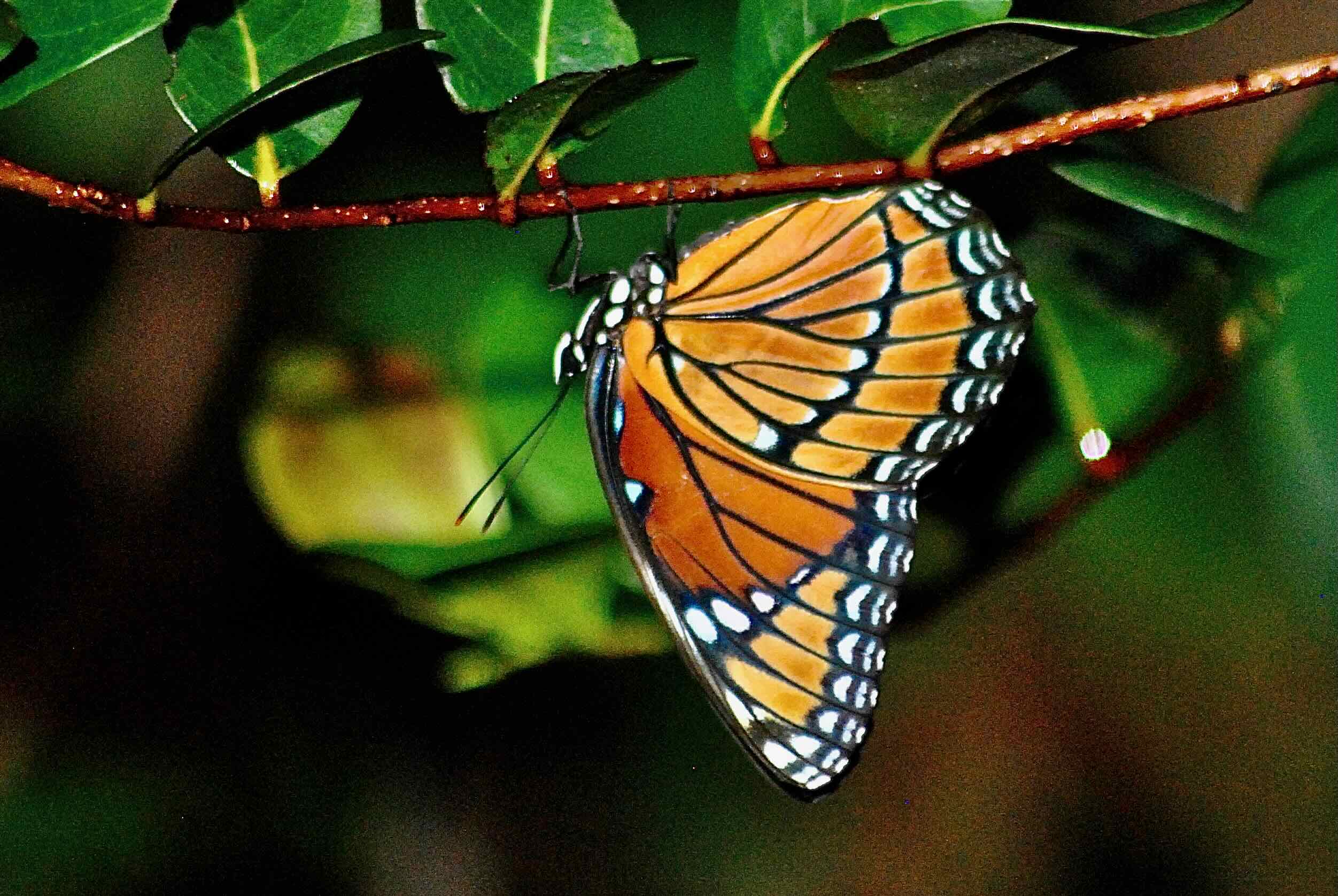 viceroy butterfly