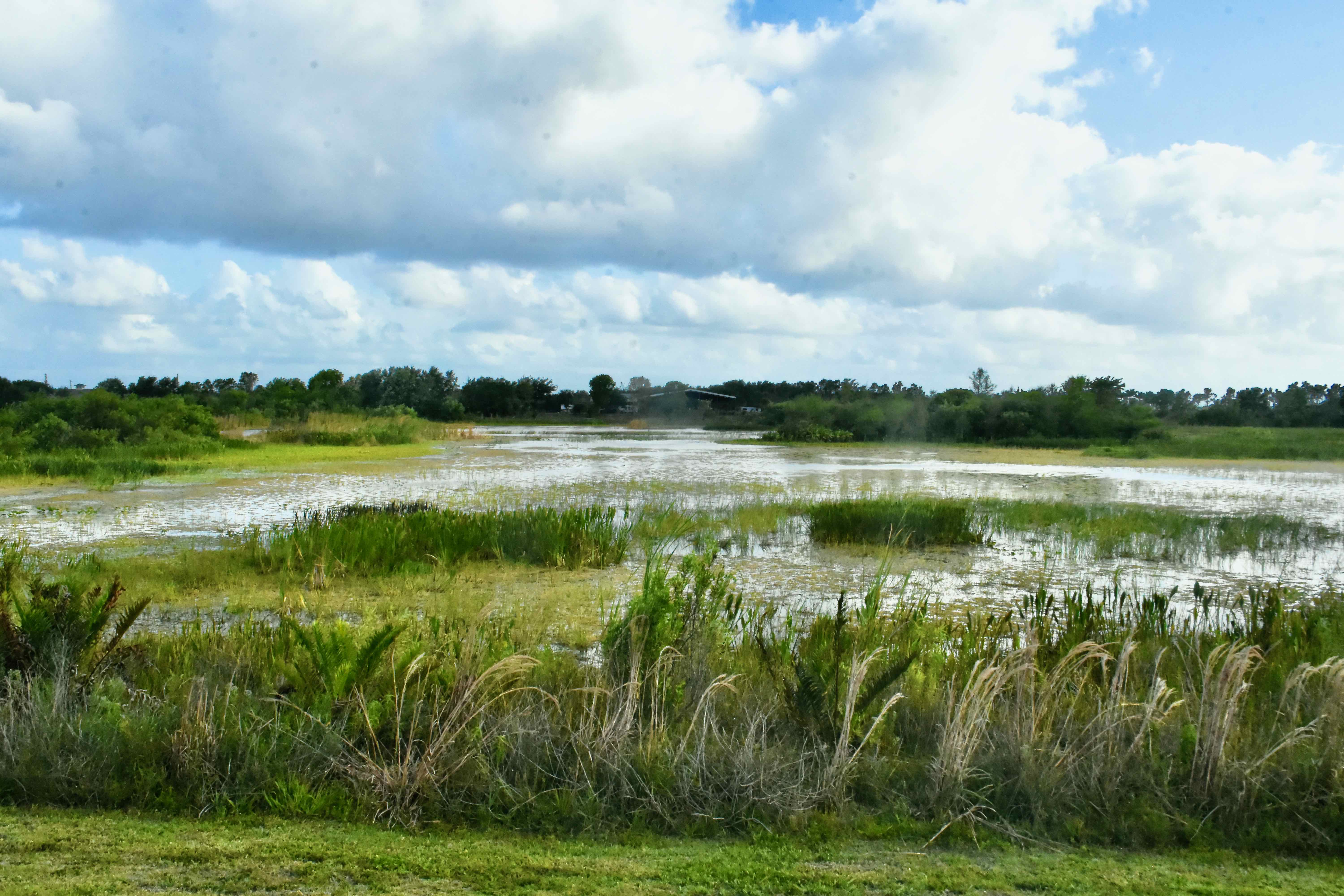 marsh