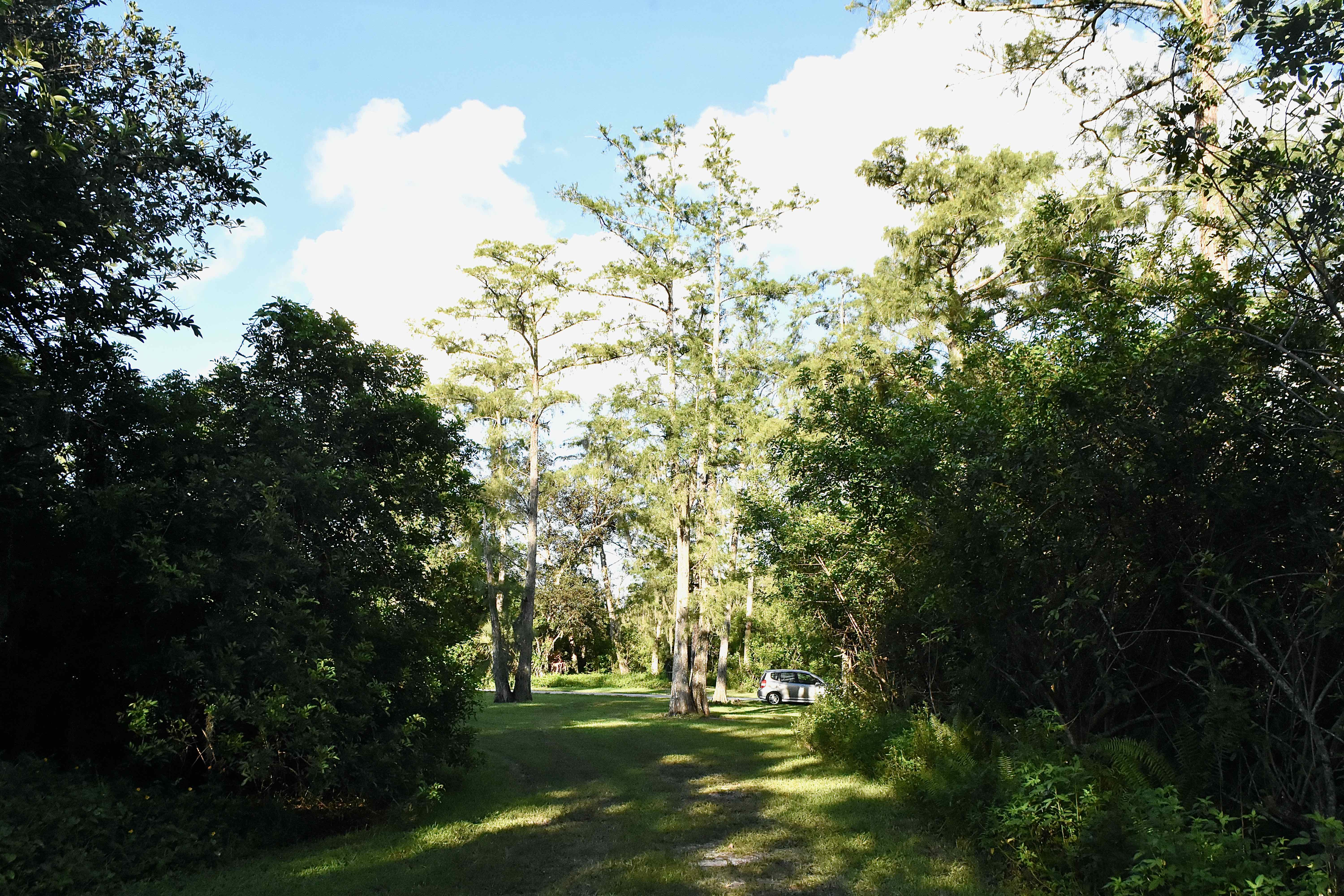 cypress trees