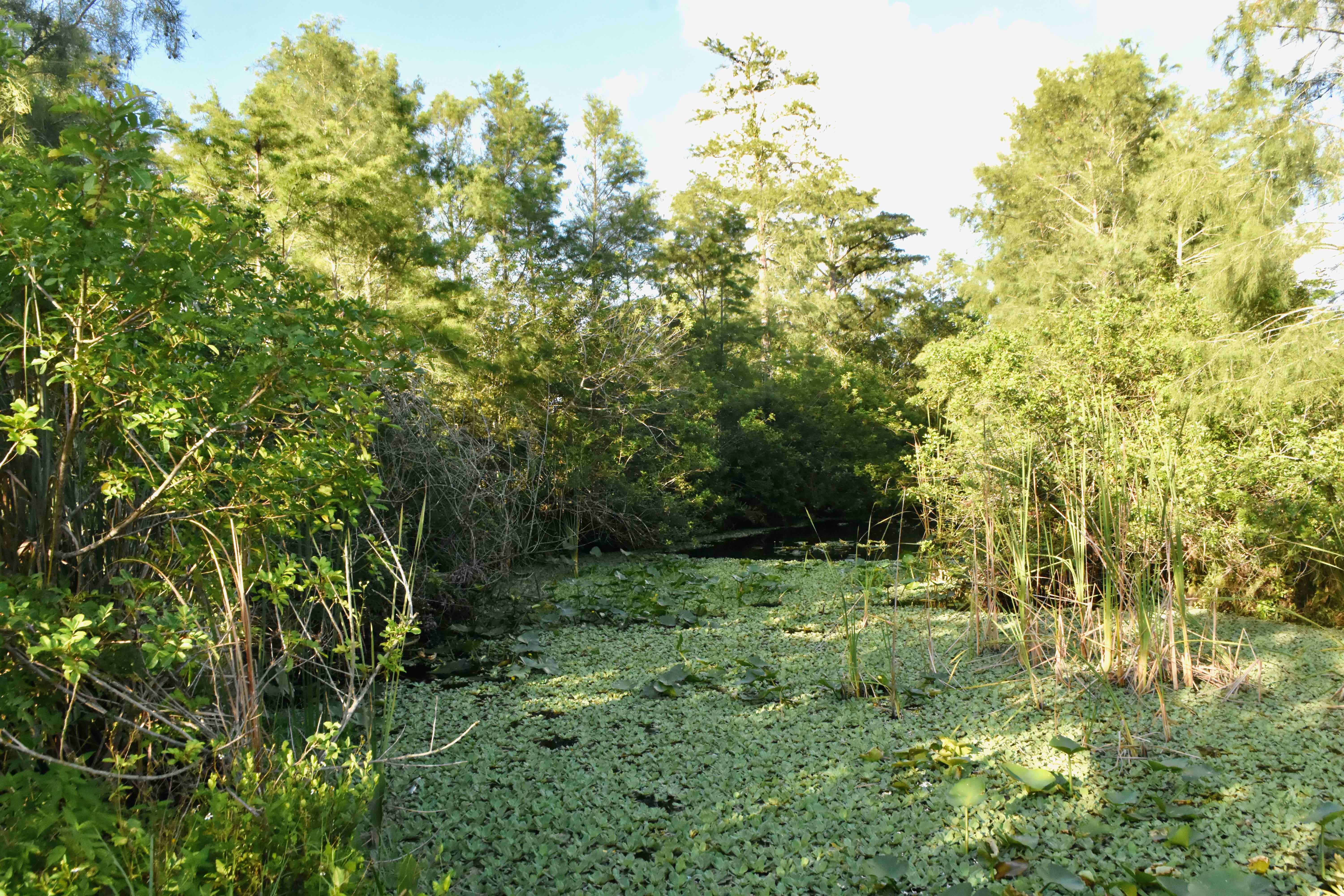 dome swamp donut