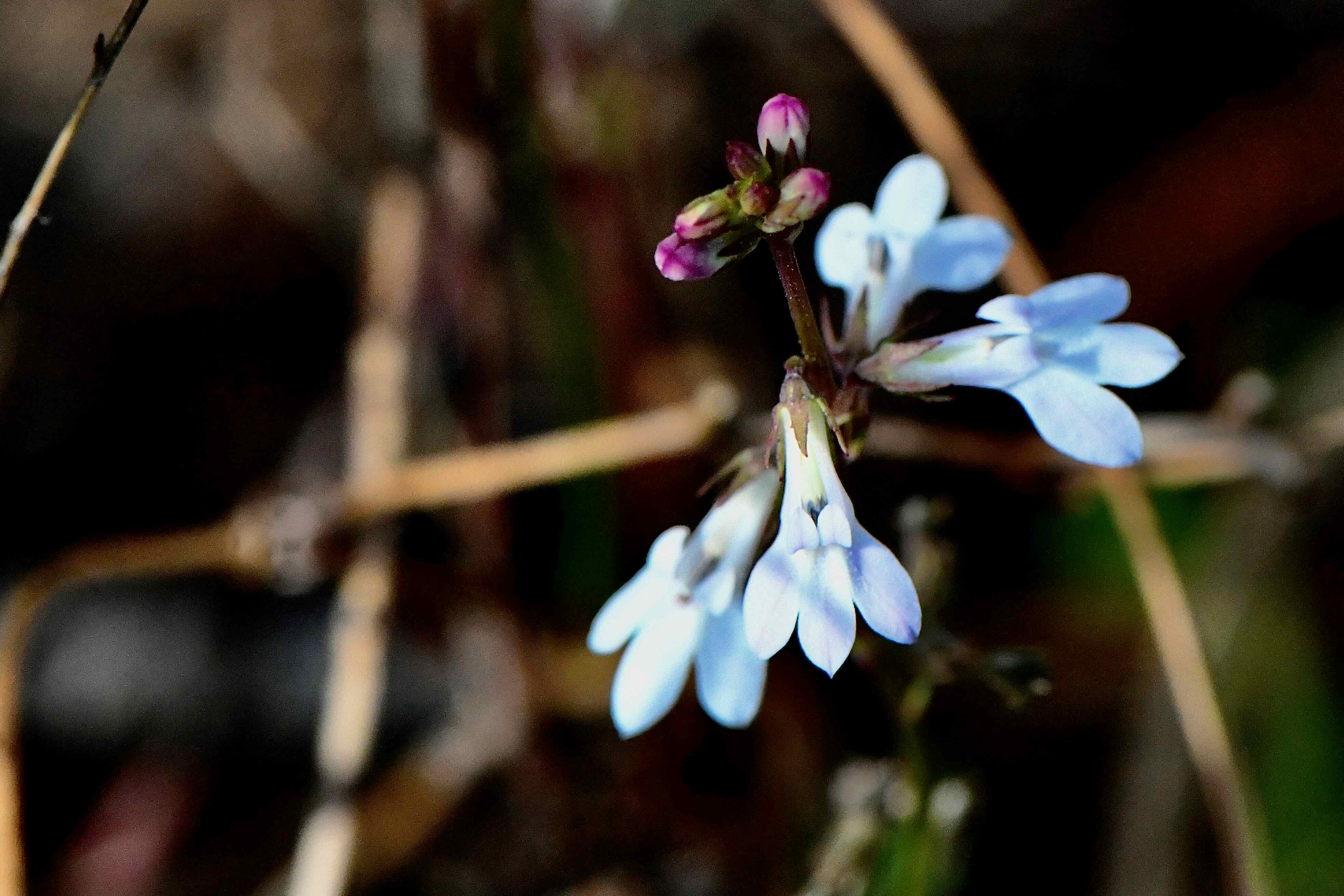 white lobelia