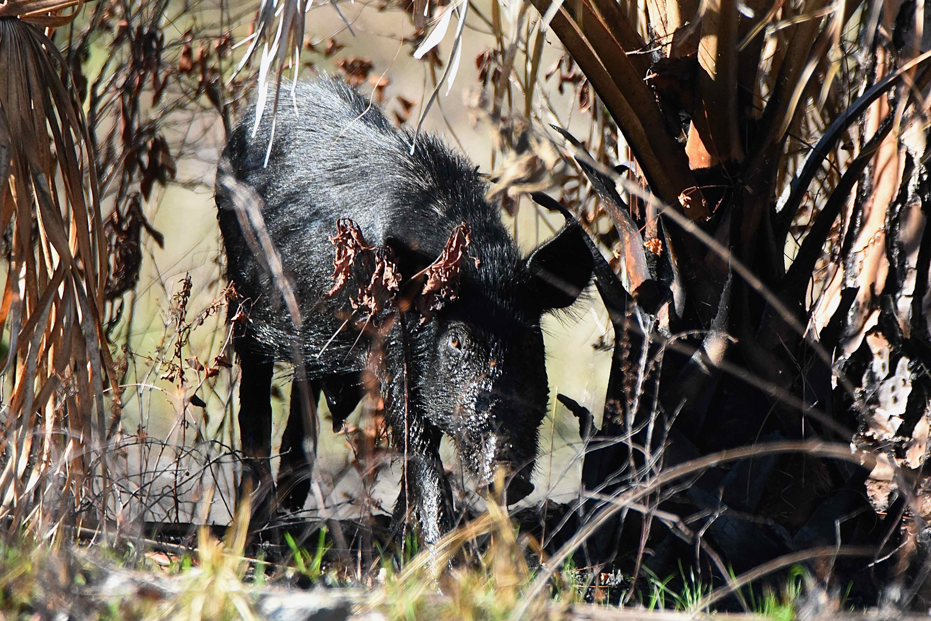 wild hog
