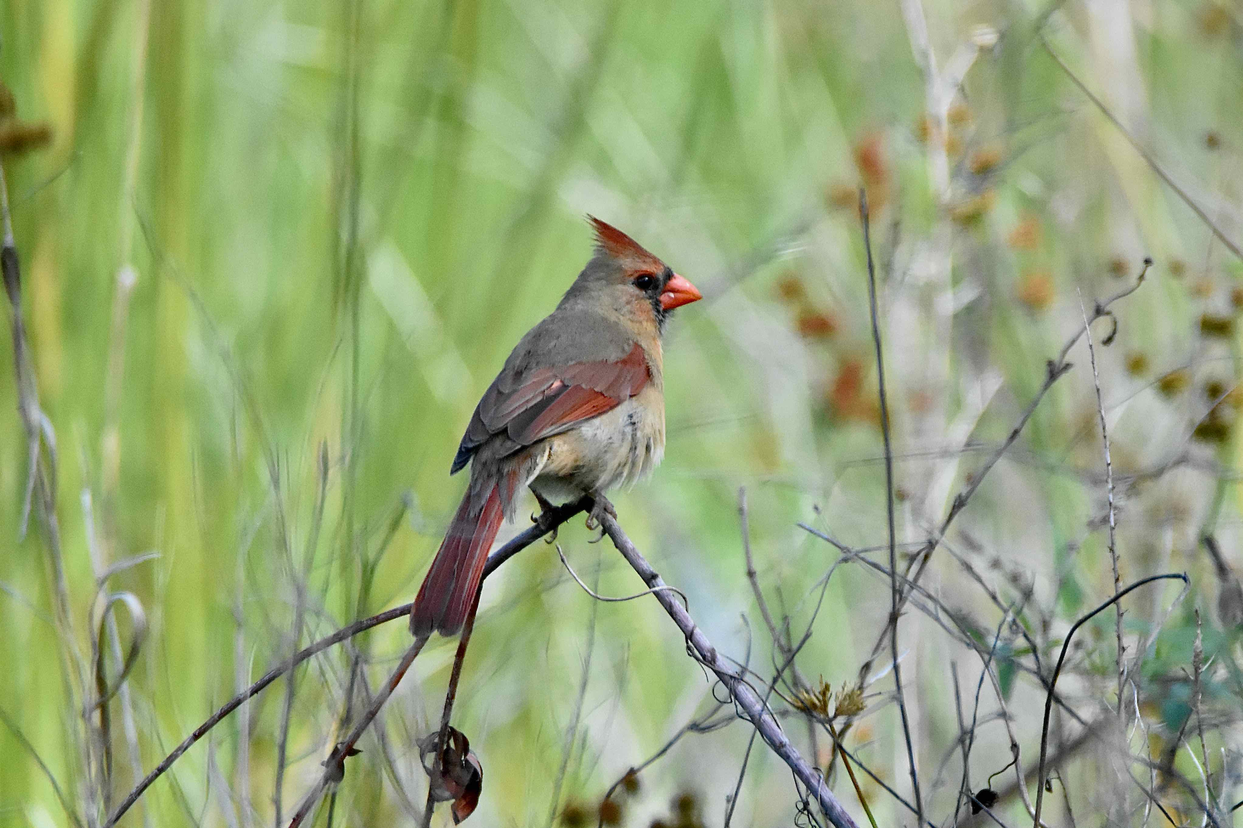 Northern Cardinal