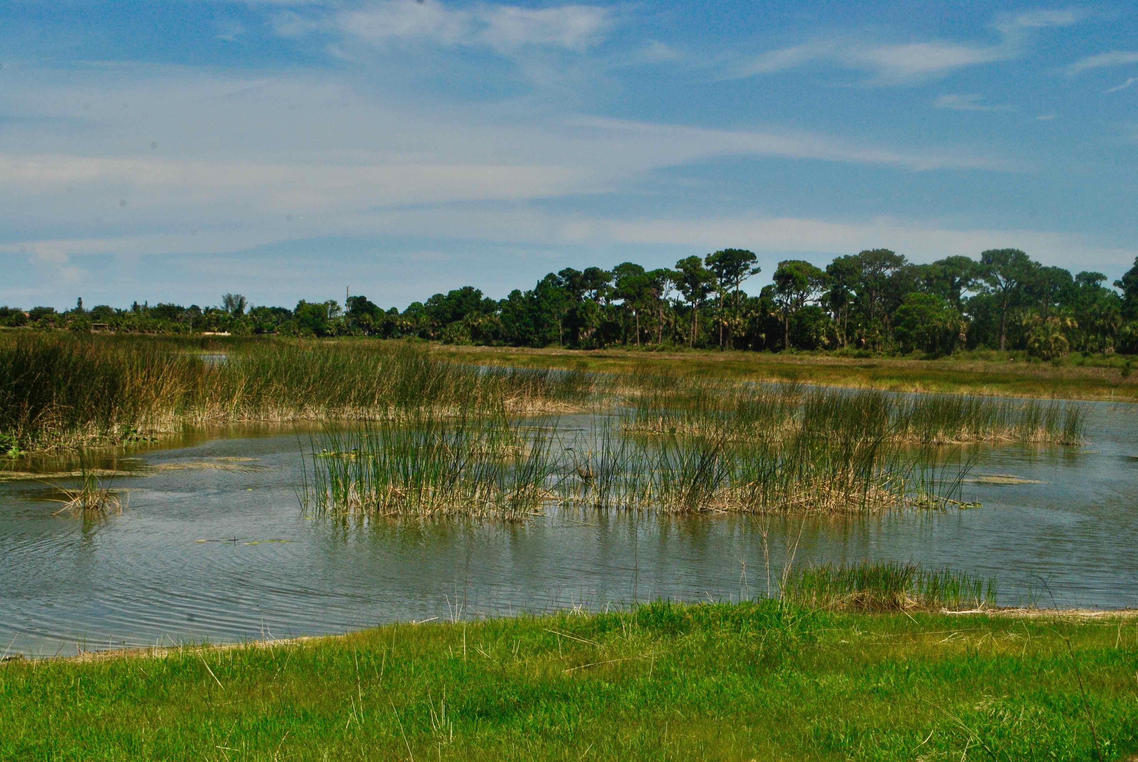 wetland