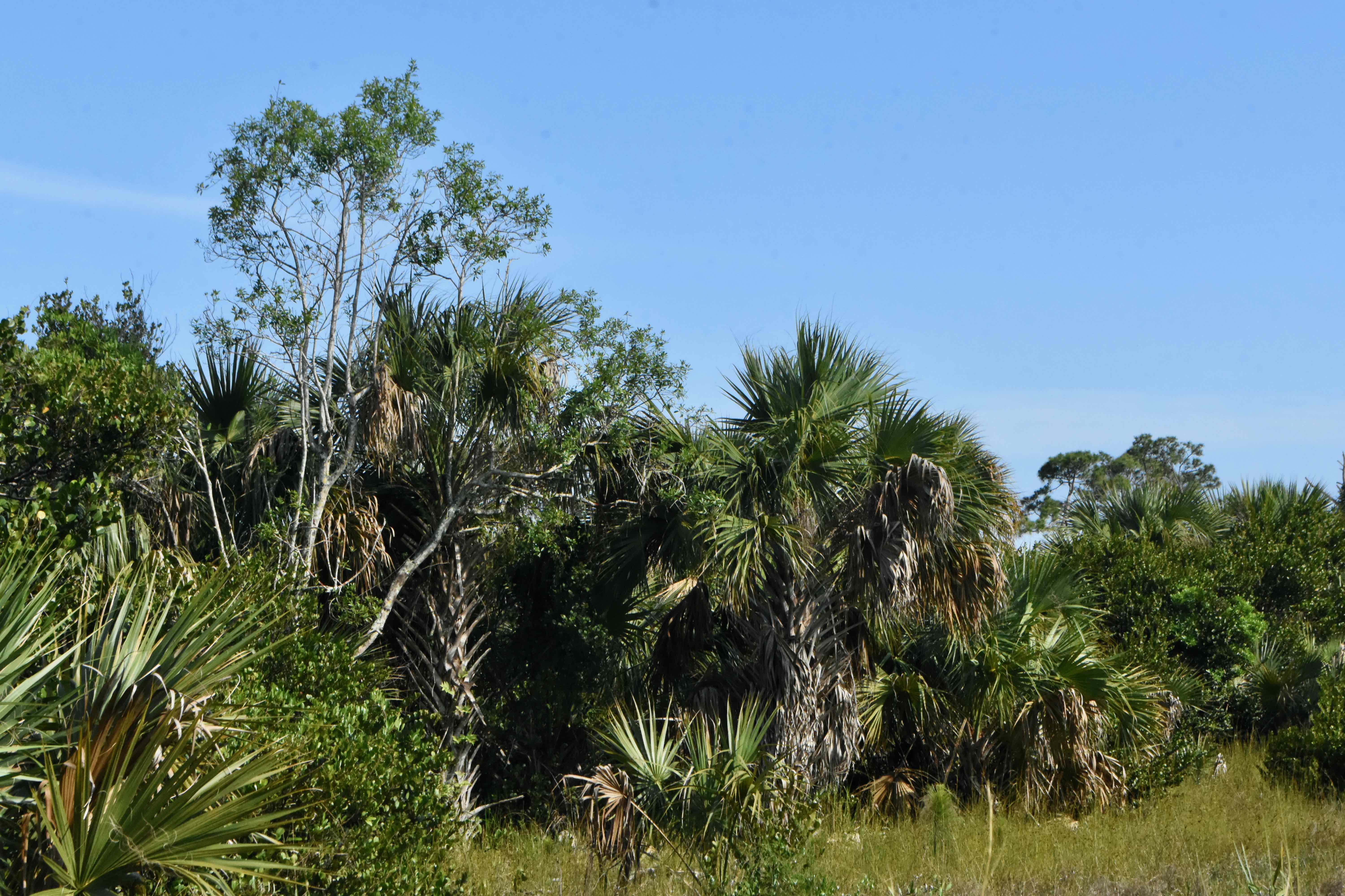 palms and other trees