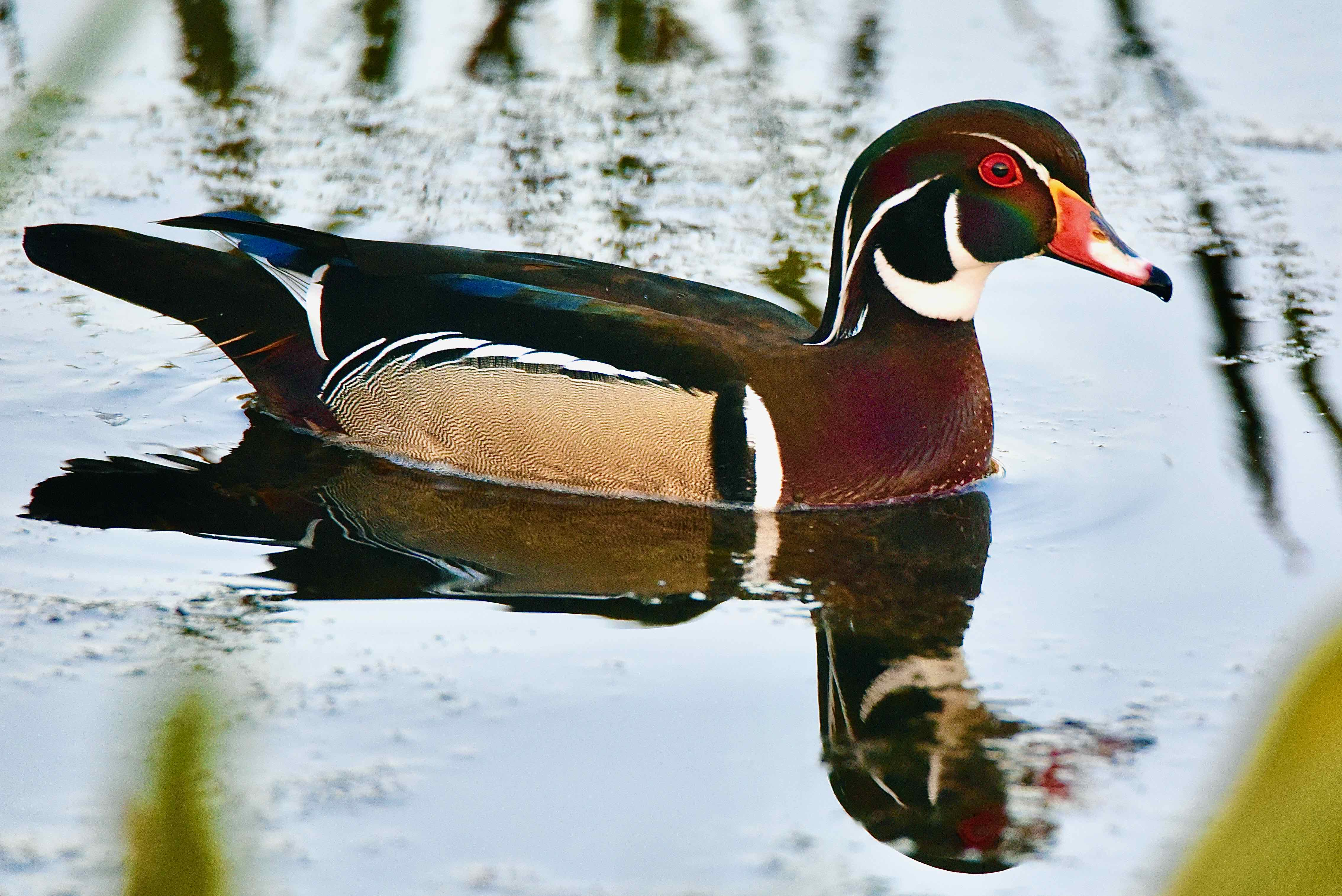 wood duck