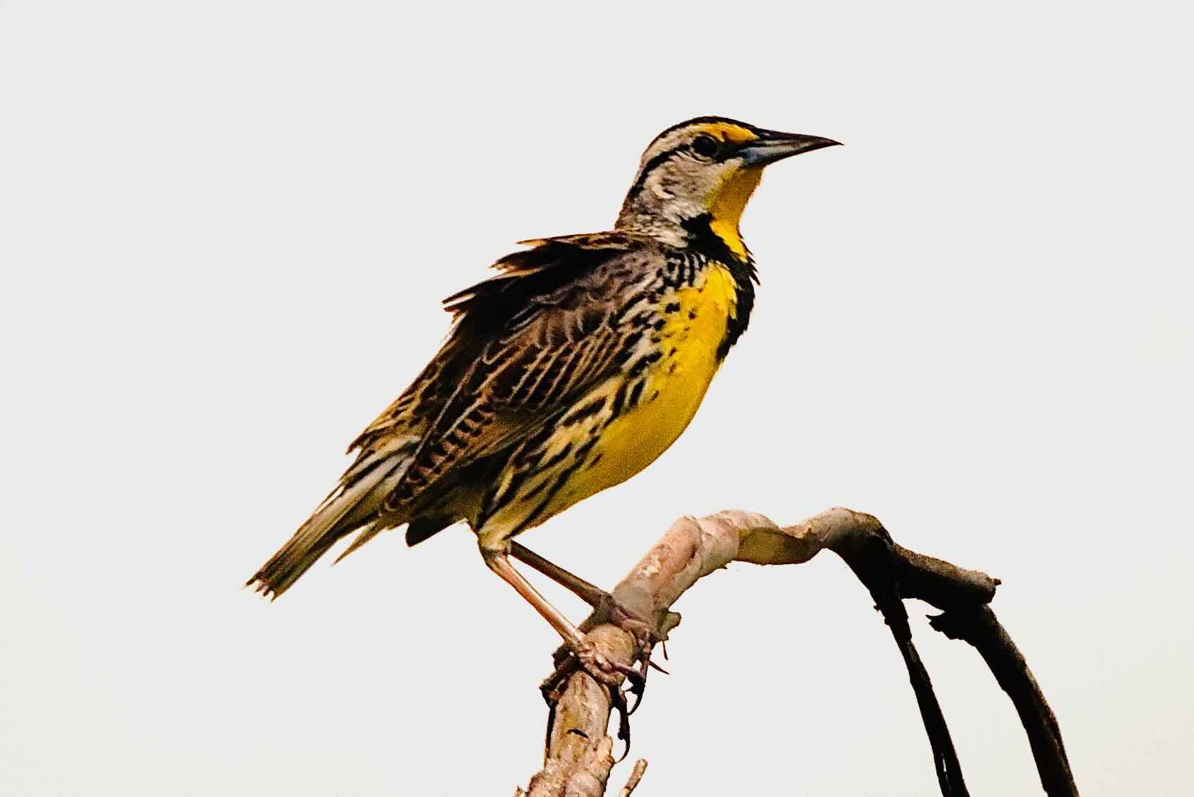 eastern meadowlark