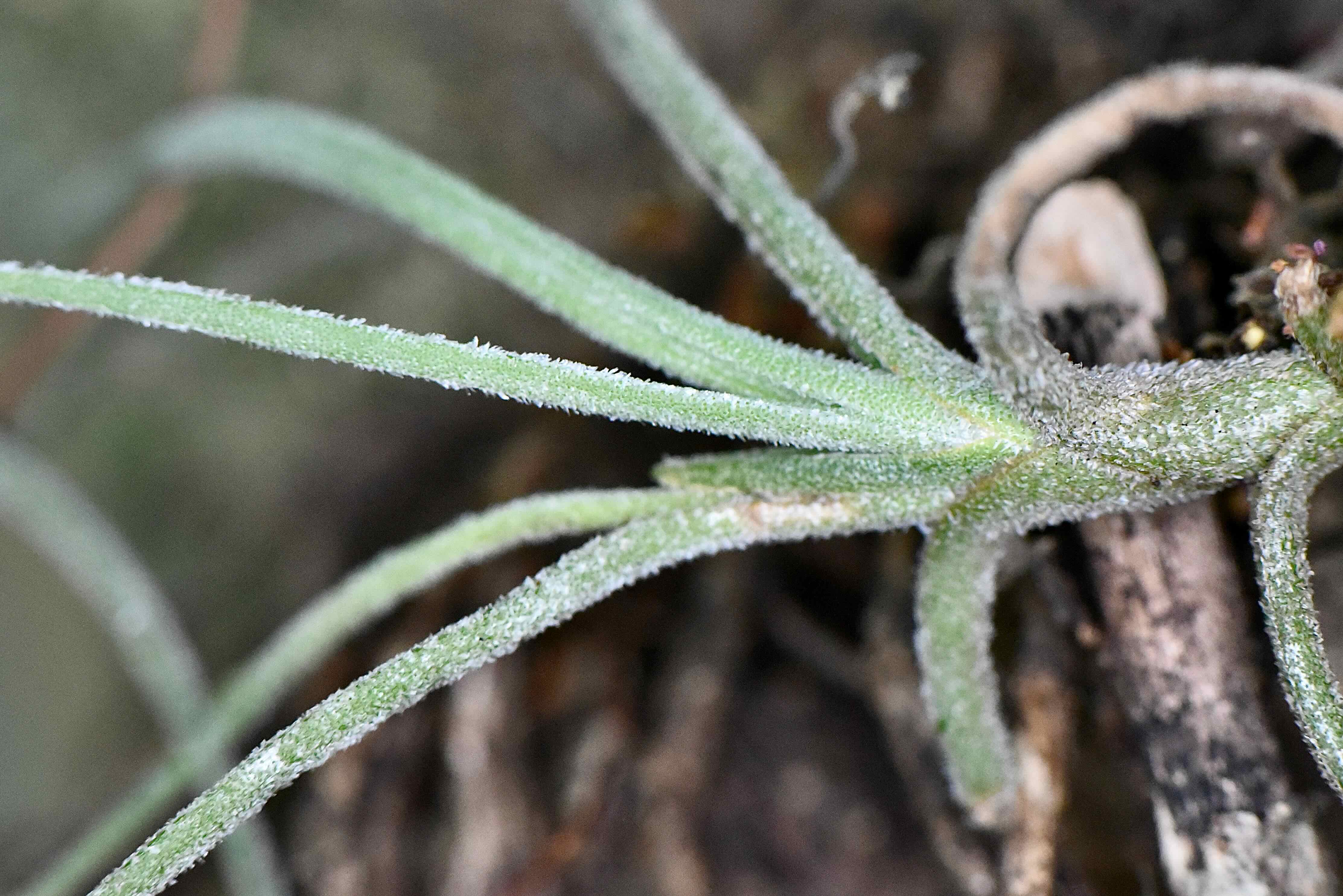 ballmoss closeup