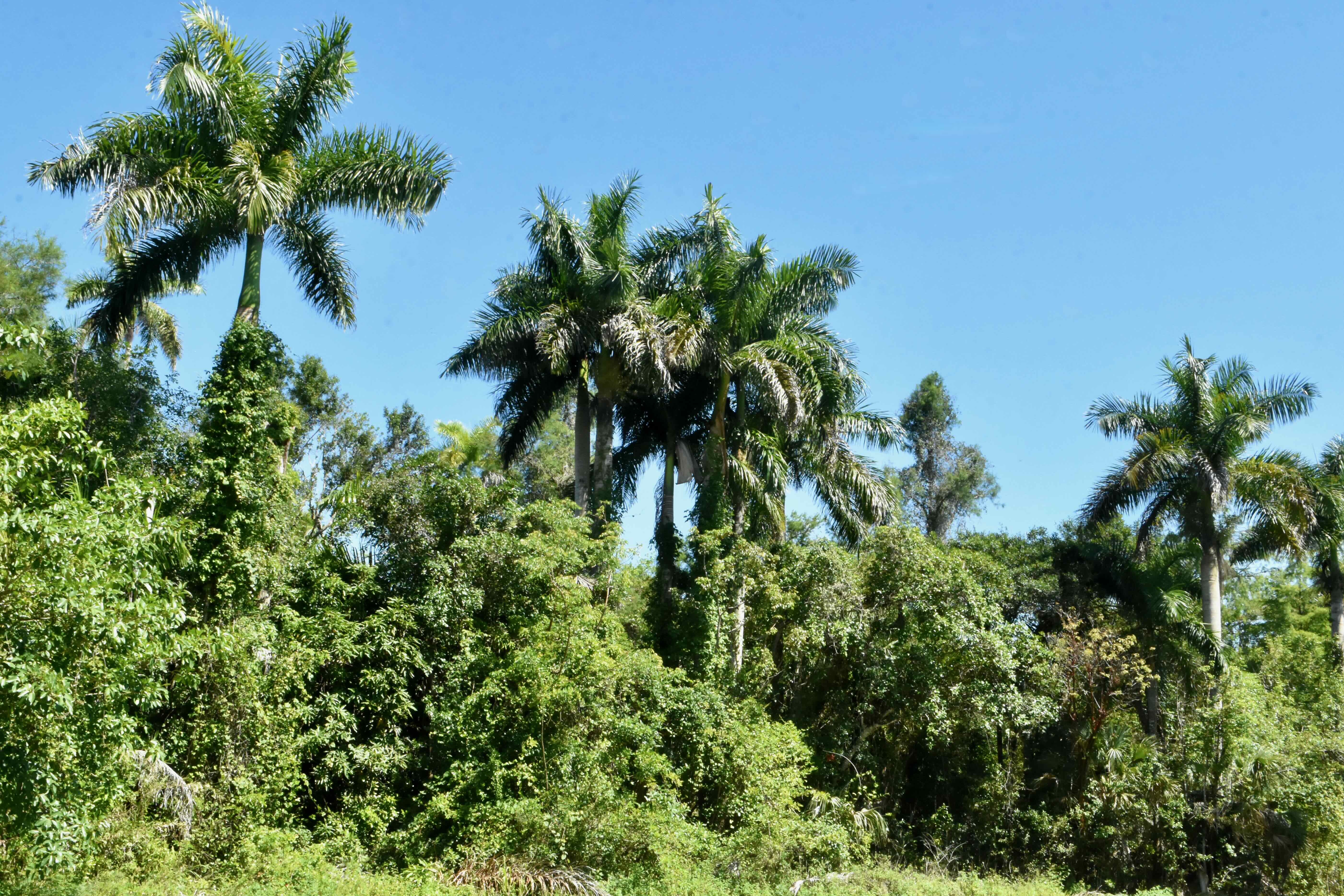 royal palm trees