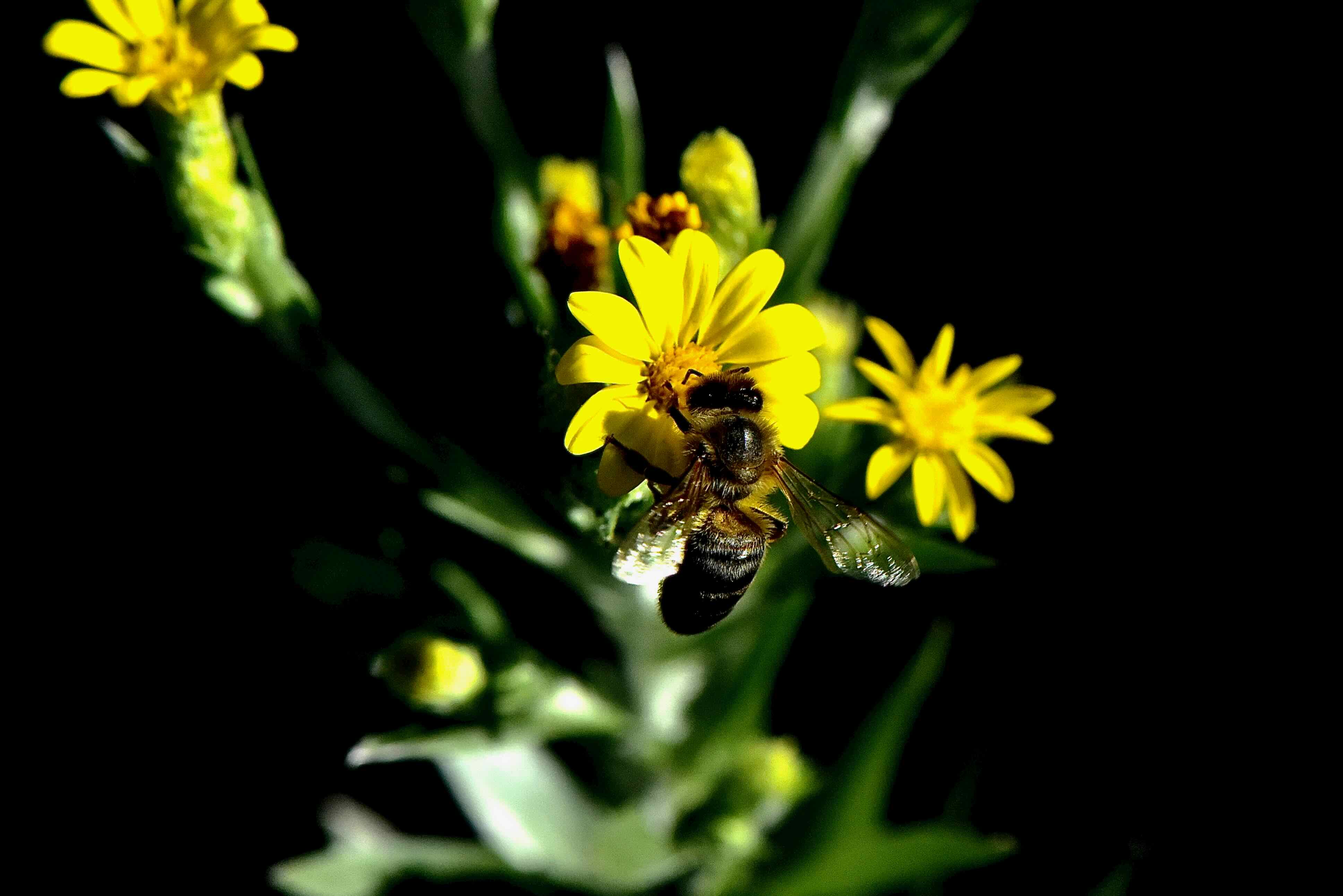 western honeybee