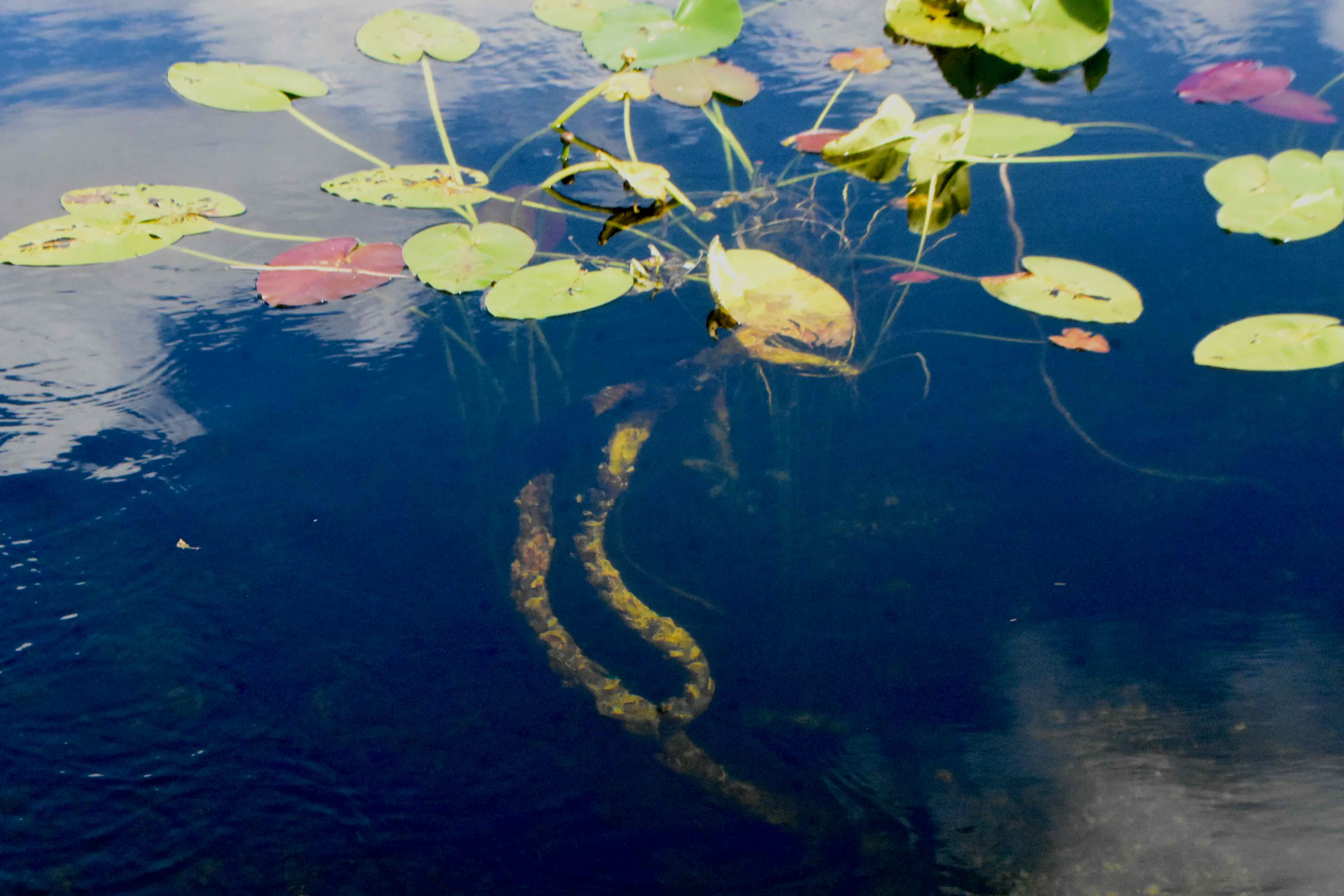 spatterdock roots
