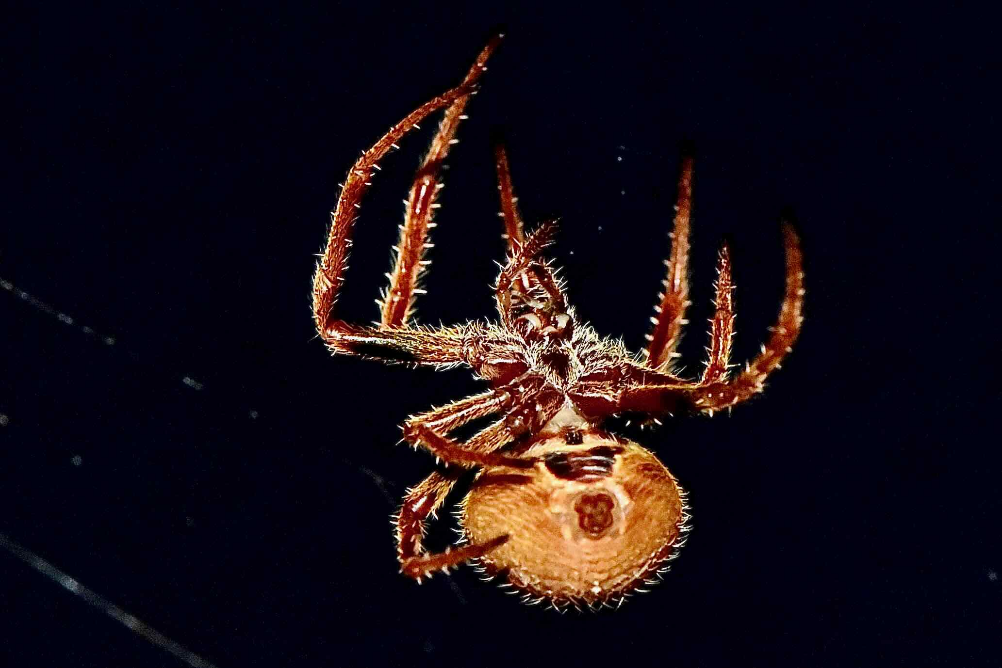topical orb spider