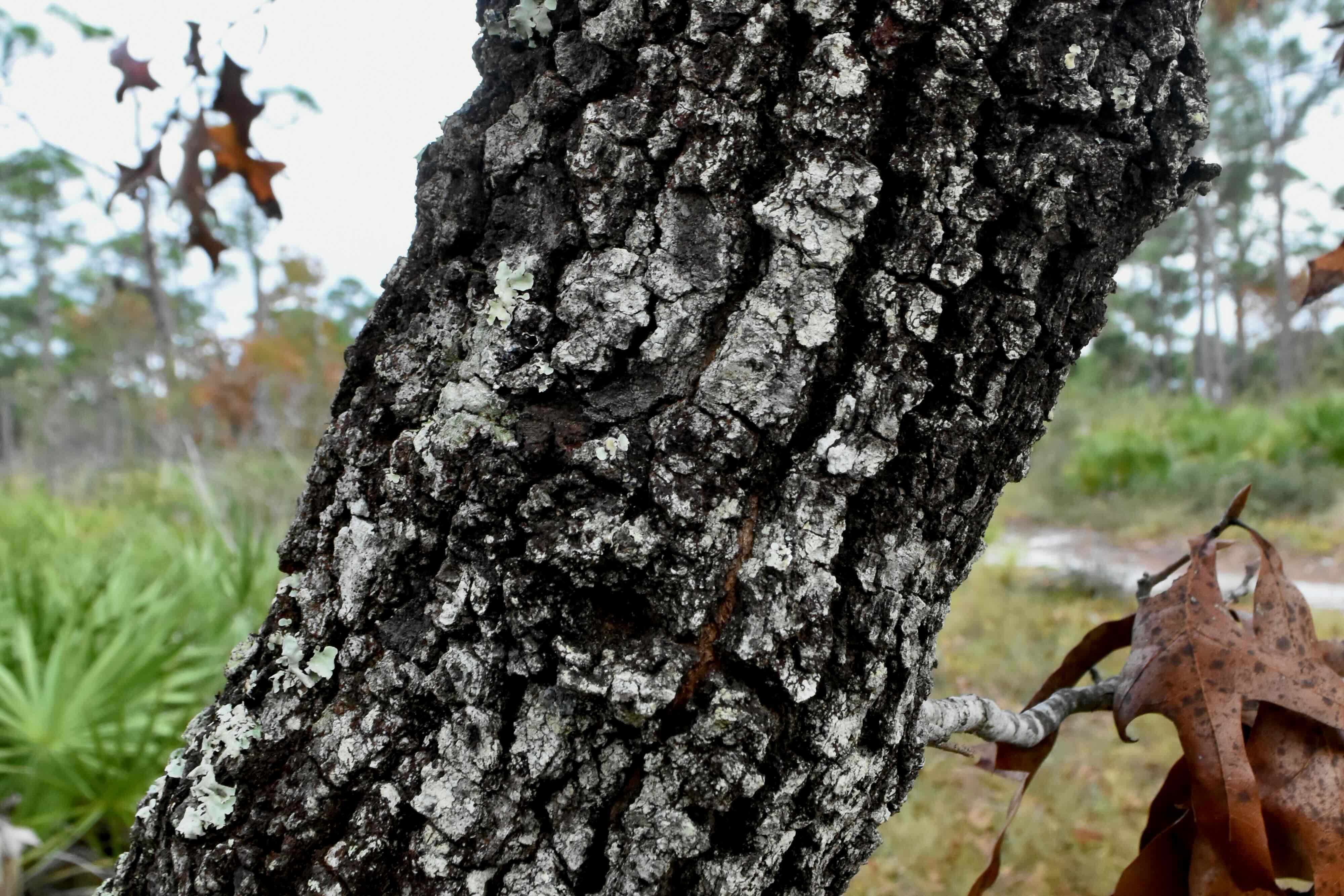 turkey oak bark