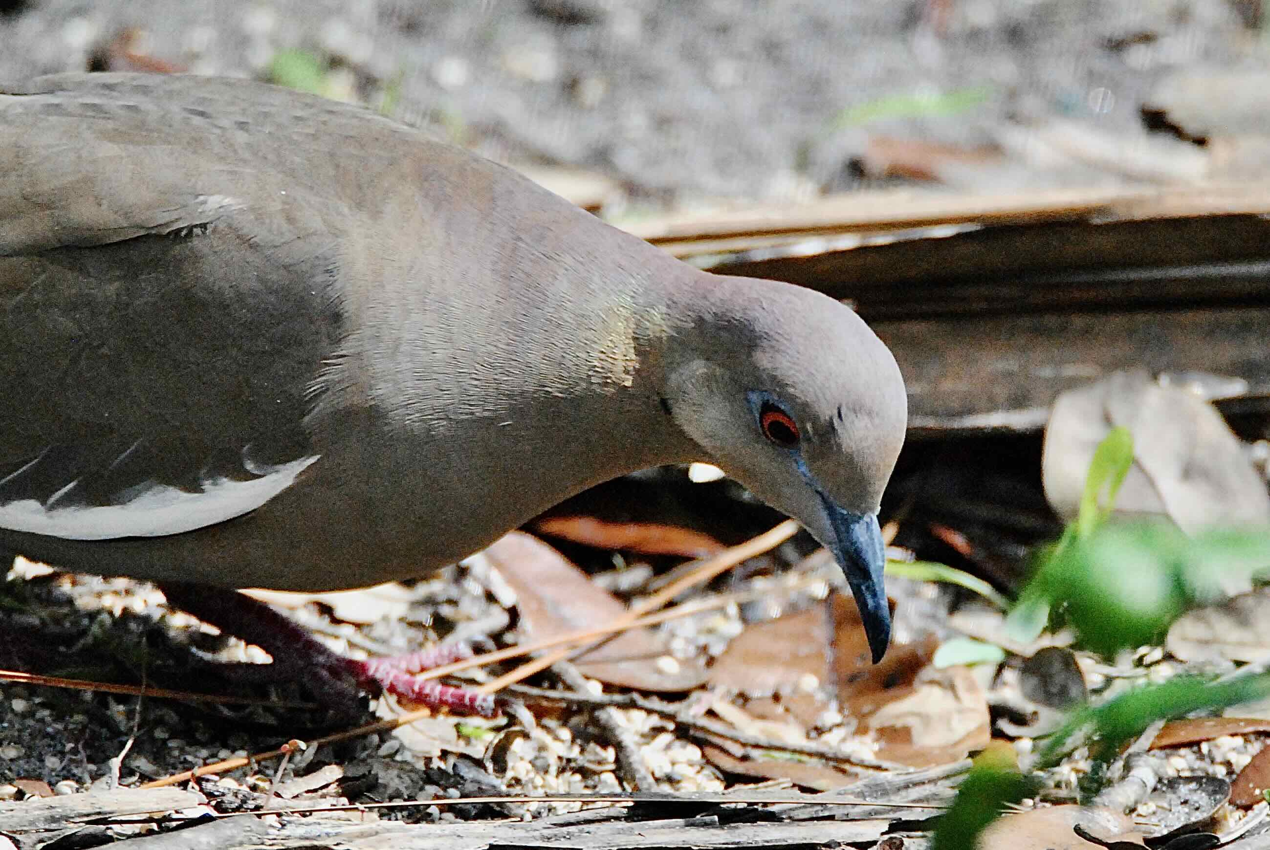 white-winged dove