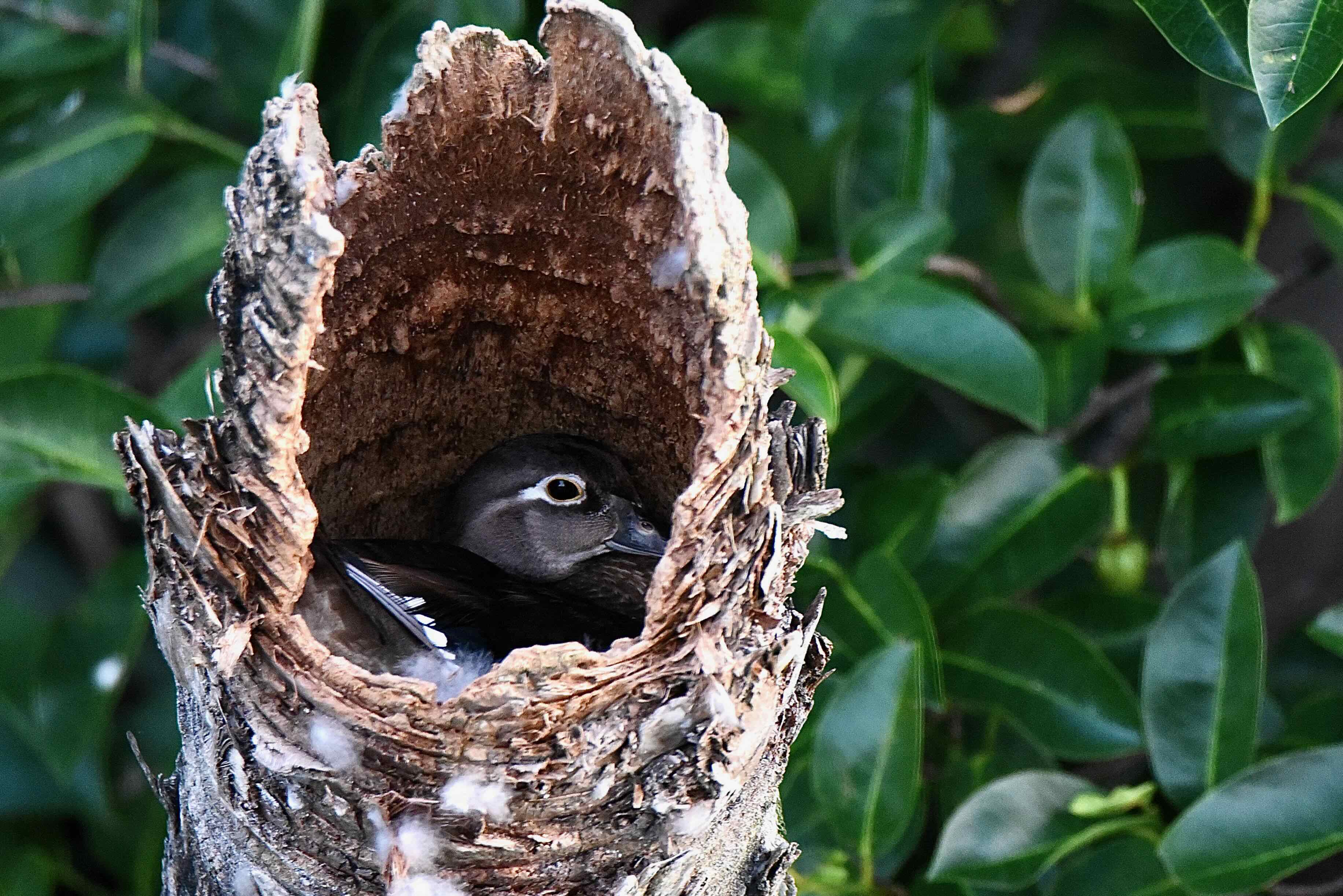 wood duck on nest
