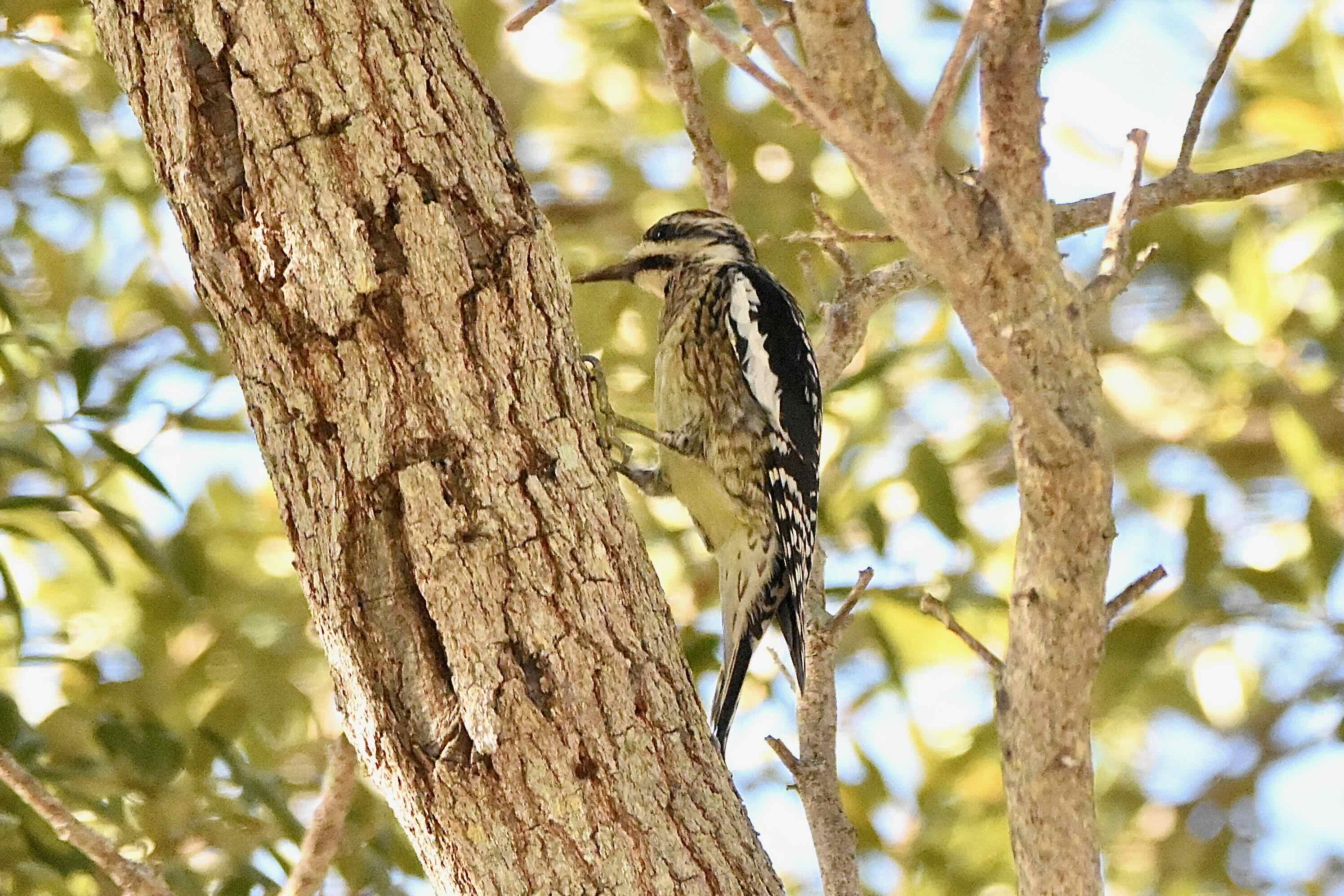 yellow-bellied sapsucker
