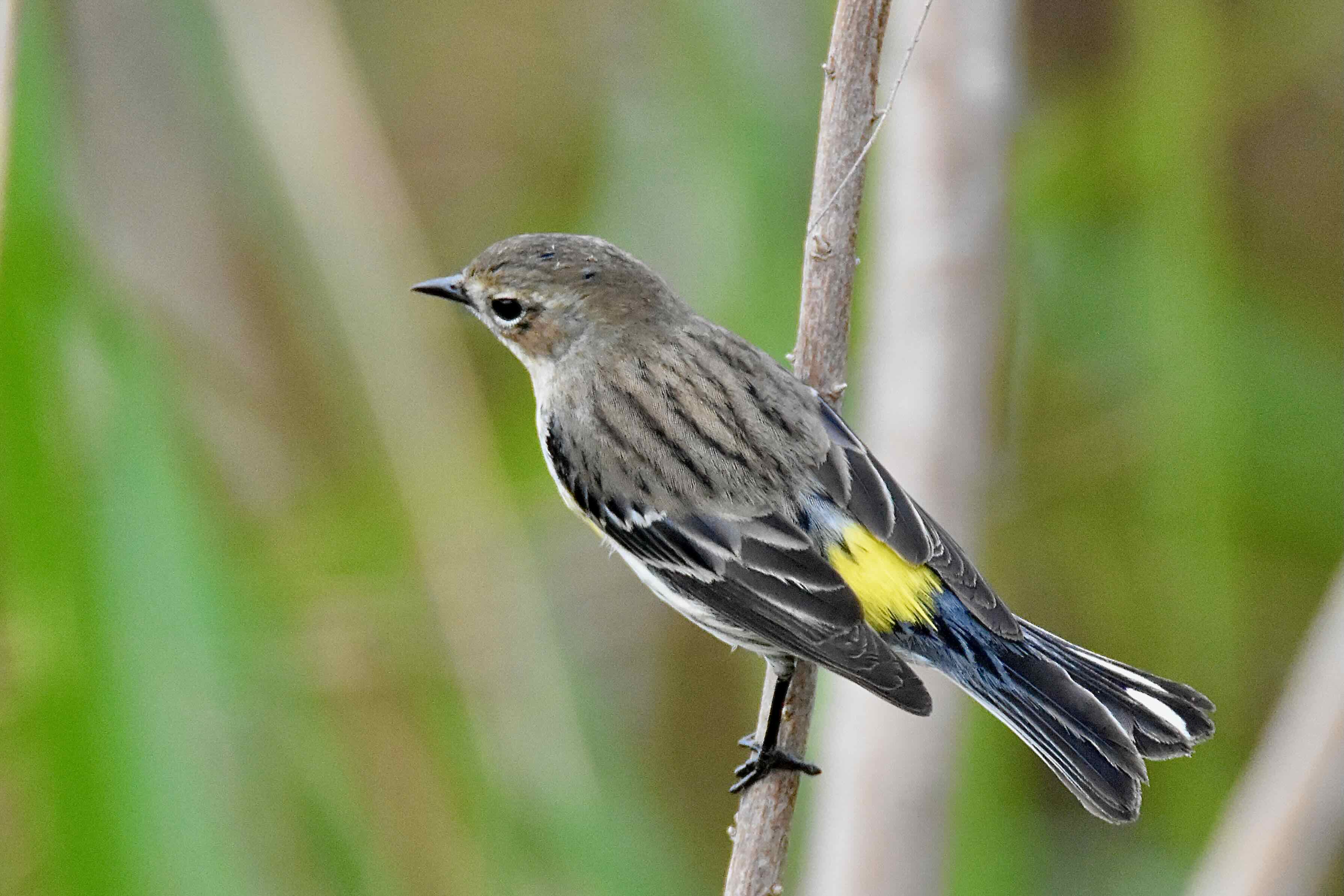 yellow-rumped warbler