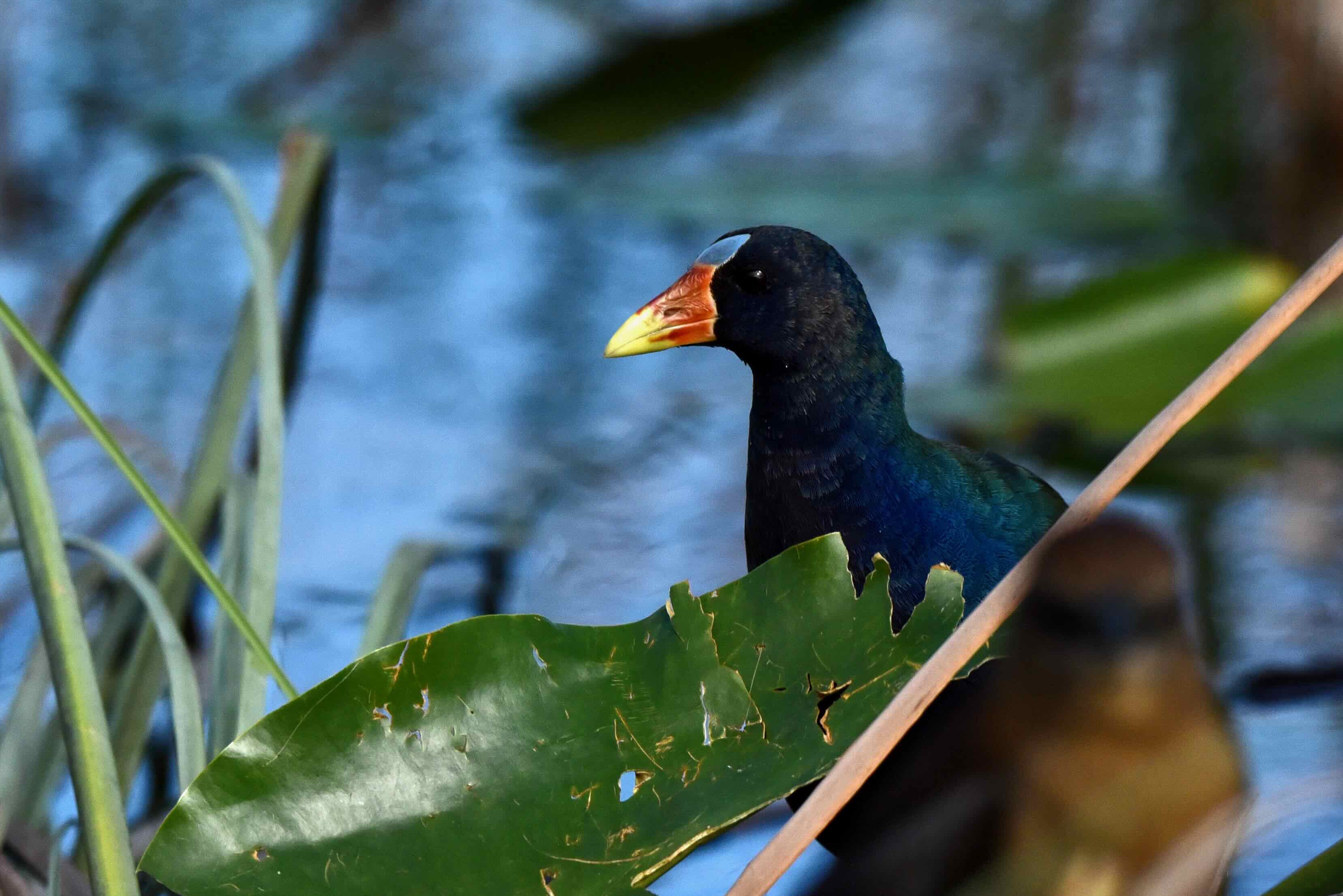 gallinule
